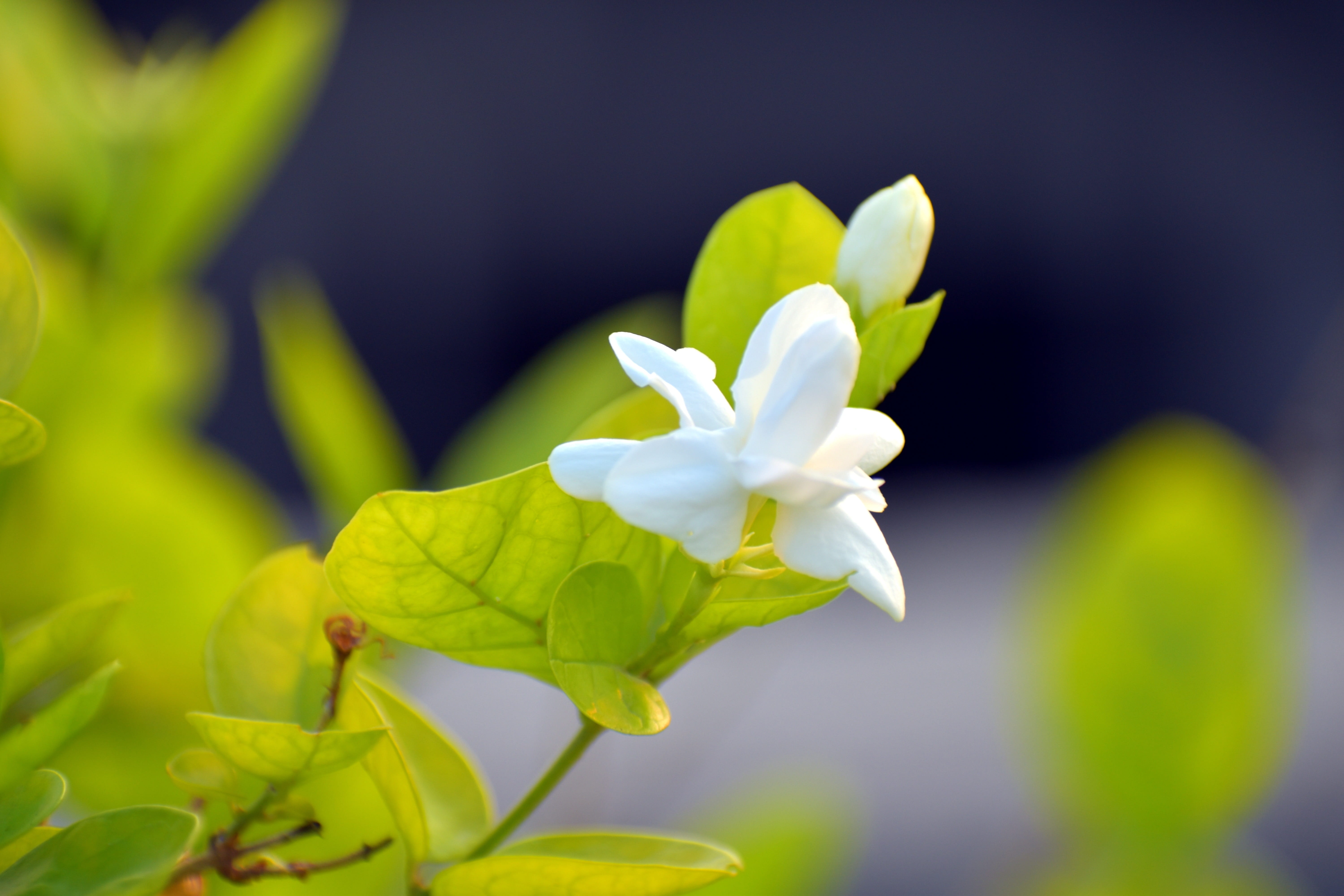 flowering plant, no people, freshness, leaf, arabian jasmine, 5K, focus on foreground, motia, inflorescence, flower head, flower, fragrant flower, vulnerability, HD Wallpaper