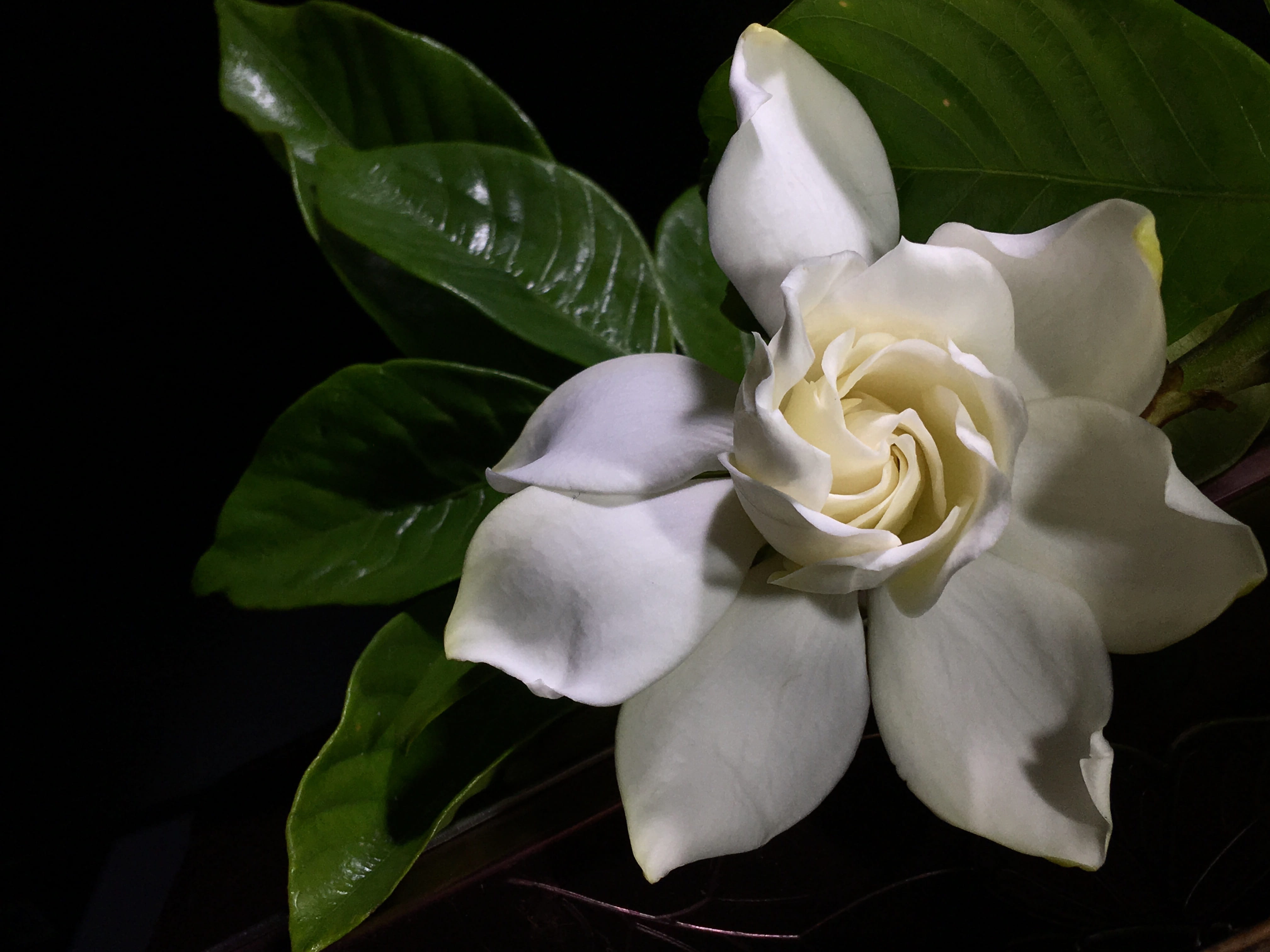 springtime, green, fragrant, petals, plant part, flora, beauty in nature, garden, flowering plant, petal, rose, nature, flower head, 4K, white, outdoors, HD Wallpaper