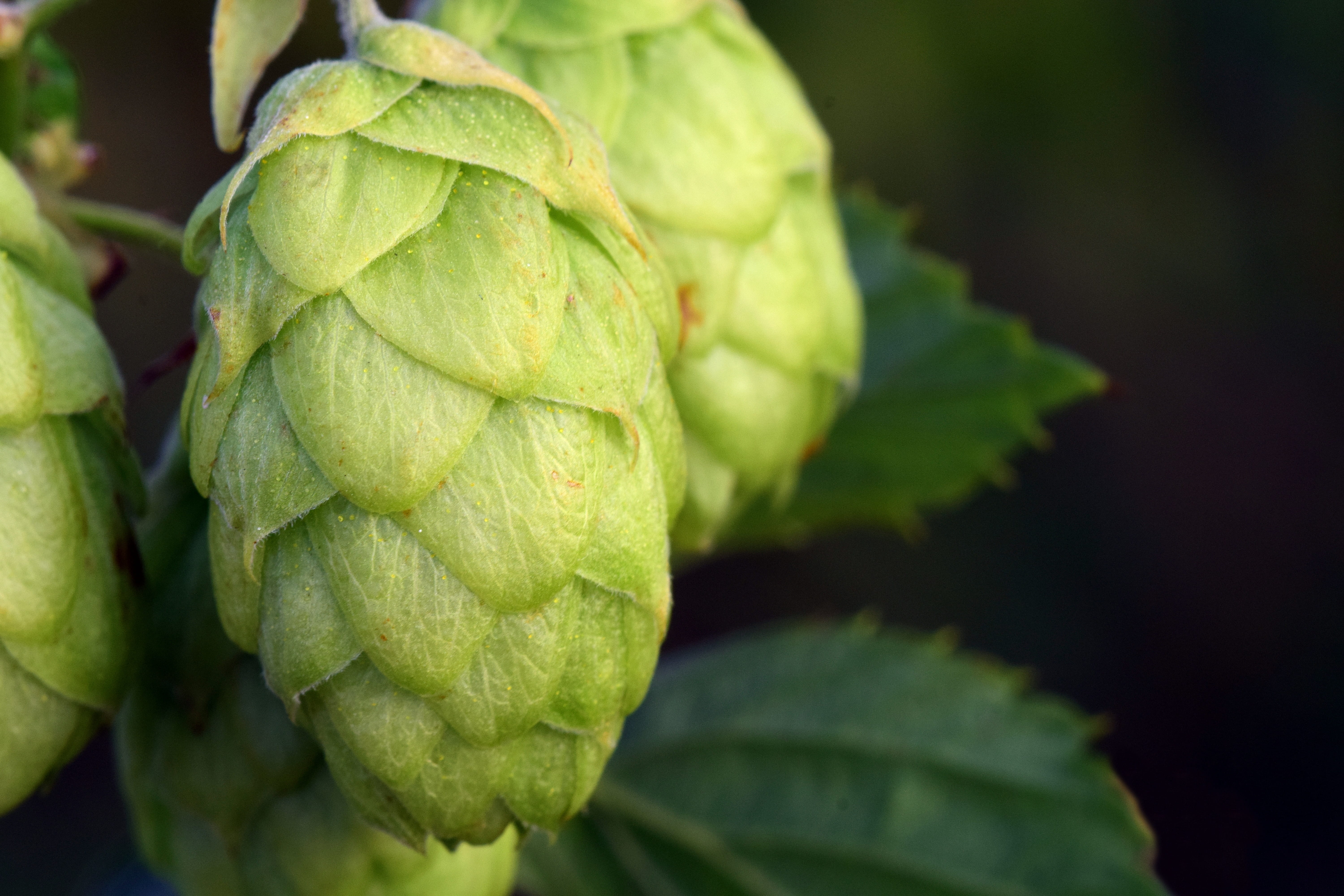 green, food, day, outdoors, tender, hanging, growth, healthy, fragrant, green color, food and drink, nature, leaf, plant, vegetable, hops, plant part, closeup, HD Wallpaper