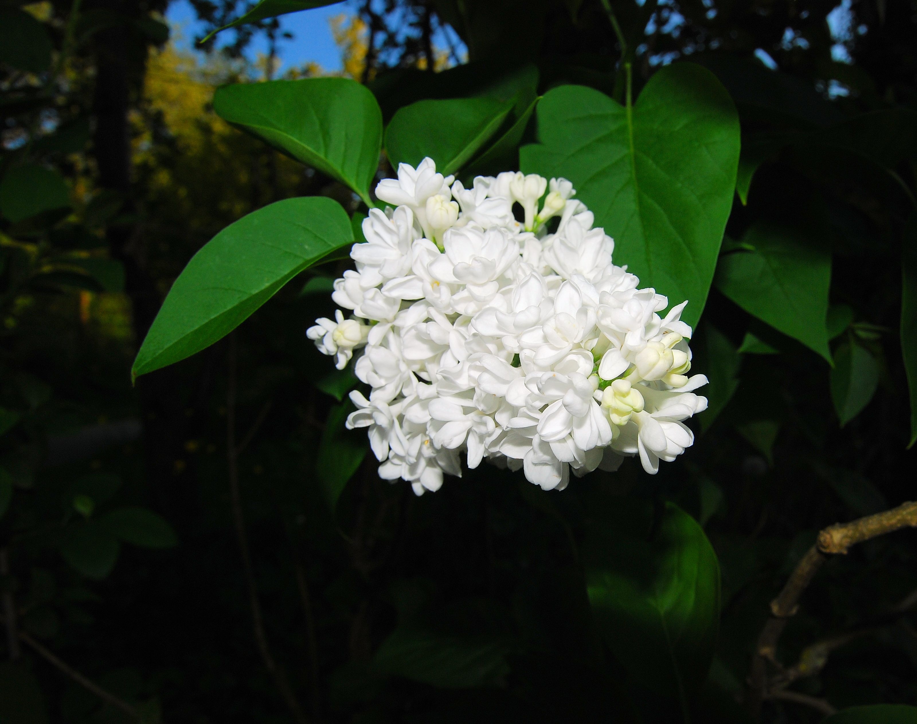 white, beauty in nature, fragility, jasmine, growth, color, plant, decorative bush, vulnerability, white color, bush, fragrant, flower head, ornamental shrub, HD Wallpaper