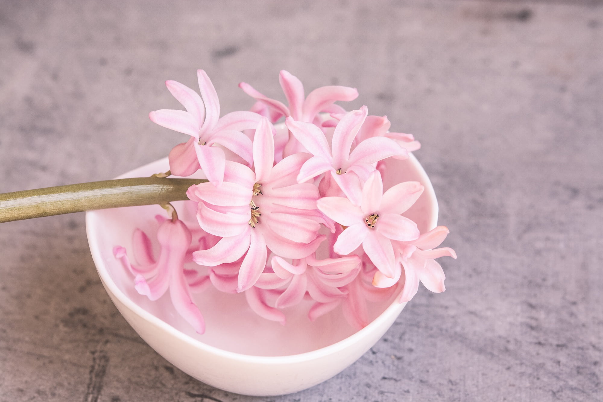 fragility, plant, close-up, flowering plant, flowers, outdoors, close, petaled, table, fragrant flower, flower head, focus on foreground, decoration, nature, HD Wallpaper