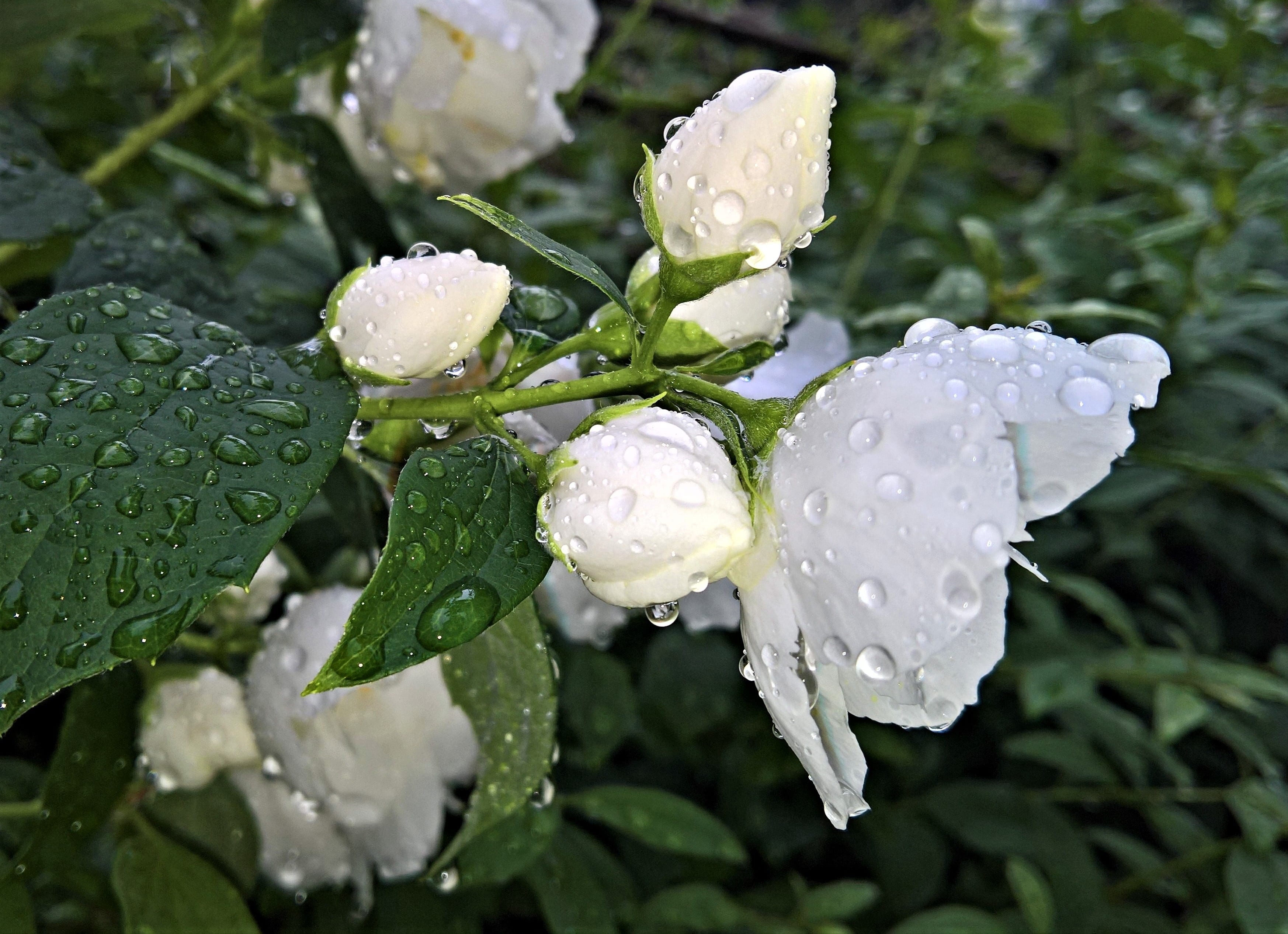 nature, flowering plant, rainy season, closeup, drop, photography, white flowers, rose, raindrop, beautiful, leaf, close-up, freshness, green color, fragrant, HD Wallpaper