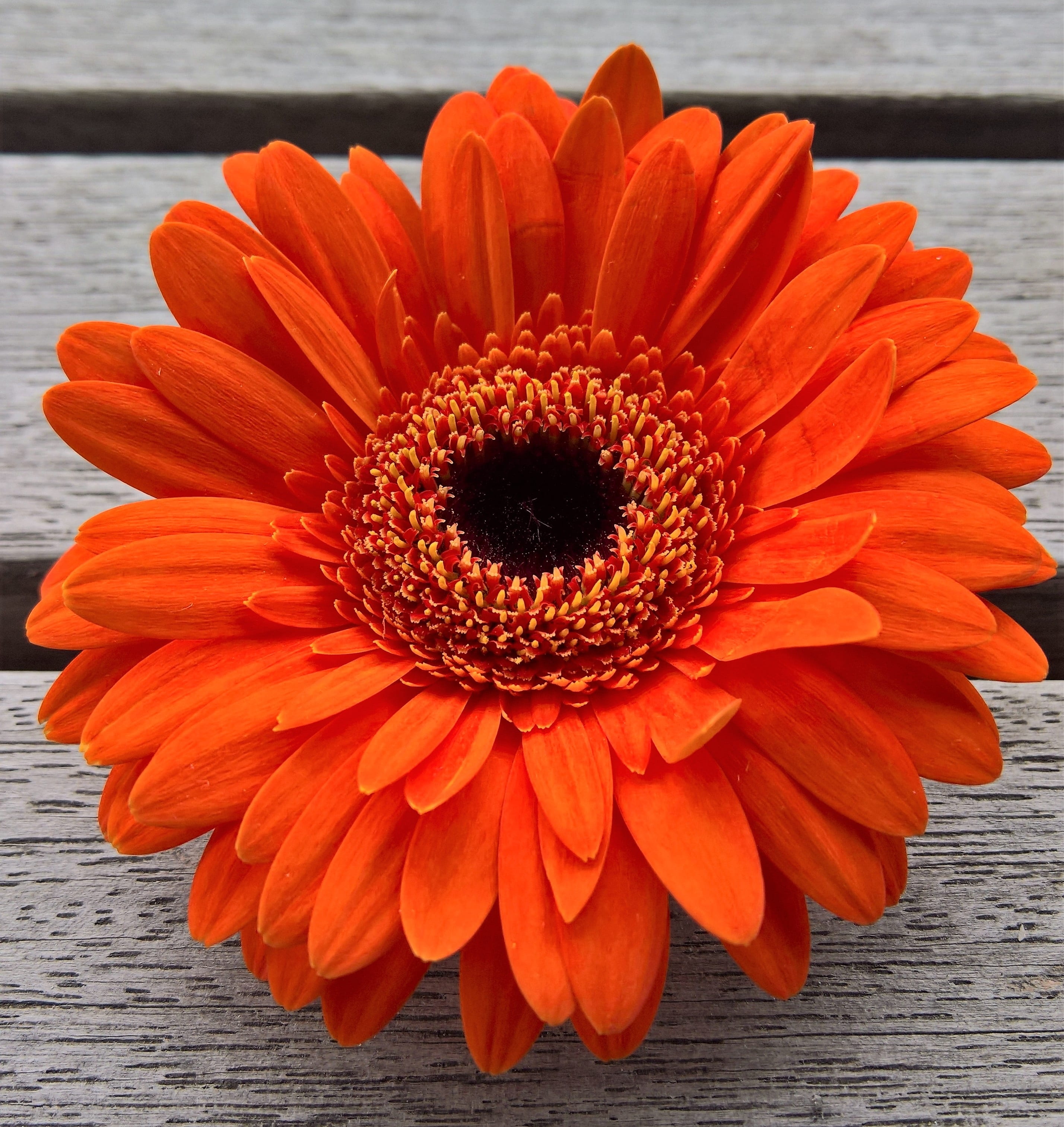 petal, red, gerbera, inflorescence, freshness, vulnerability, outdoors, plant, growth, photo, pollen, orange color, flower arrangement, 2K, close-up, close, Phone HD Wallpaper