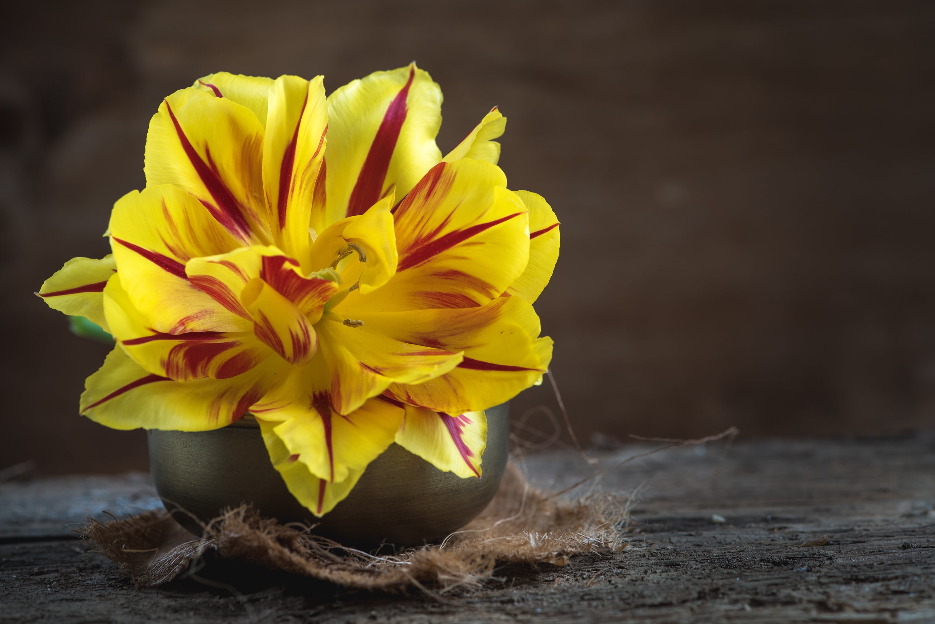 red, rustic, inflorescence, still life, focus on foreground, wood - Material, indoors, blossom, yellow red, bloom, close-up, selective focus, flower head, HD Wallpaper