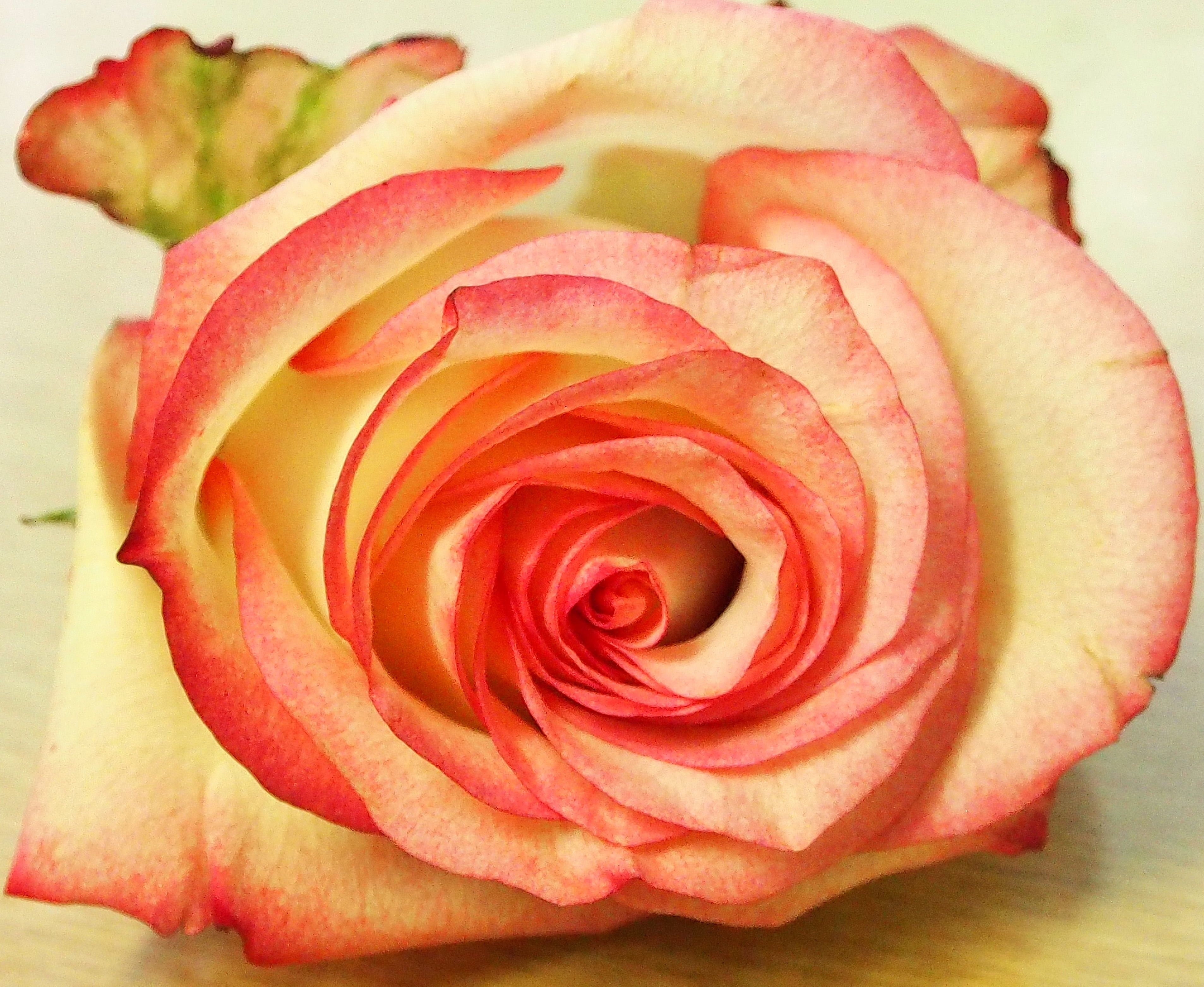 floribunda, vulnerability, plant, pink rose, freshness, inflorescence, outdoors, no people, blossomed, fragility, rose blooms, flowering plant, nature, HD Wallpaper