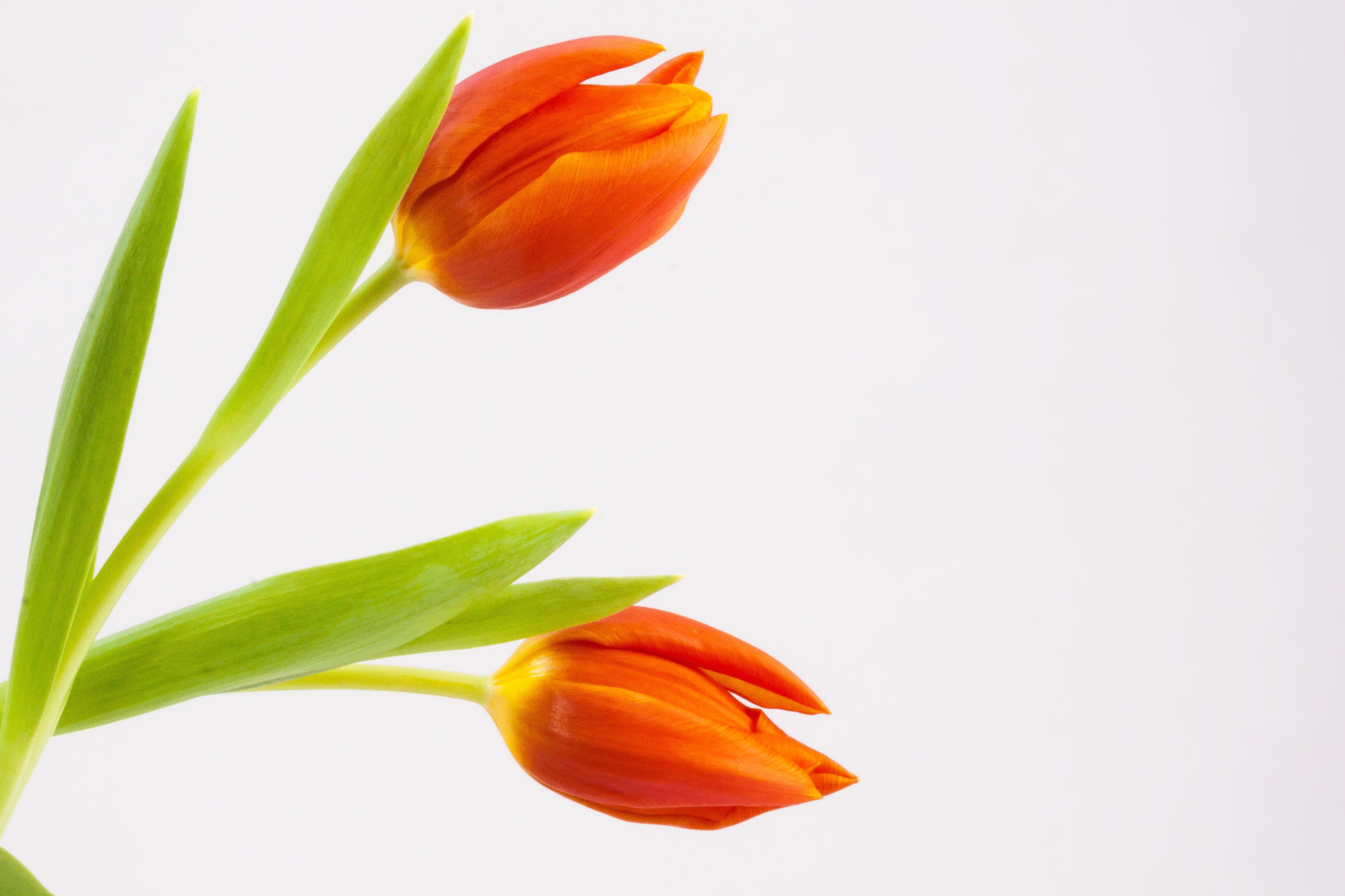 orange, studio shot, softness, nature, plant stem, green color, petal, flower bracts, plant, macro, lily, bouquet, green, copy space, purity, beauty in nature, HD Wallpaper