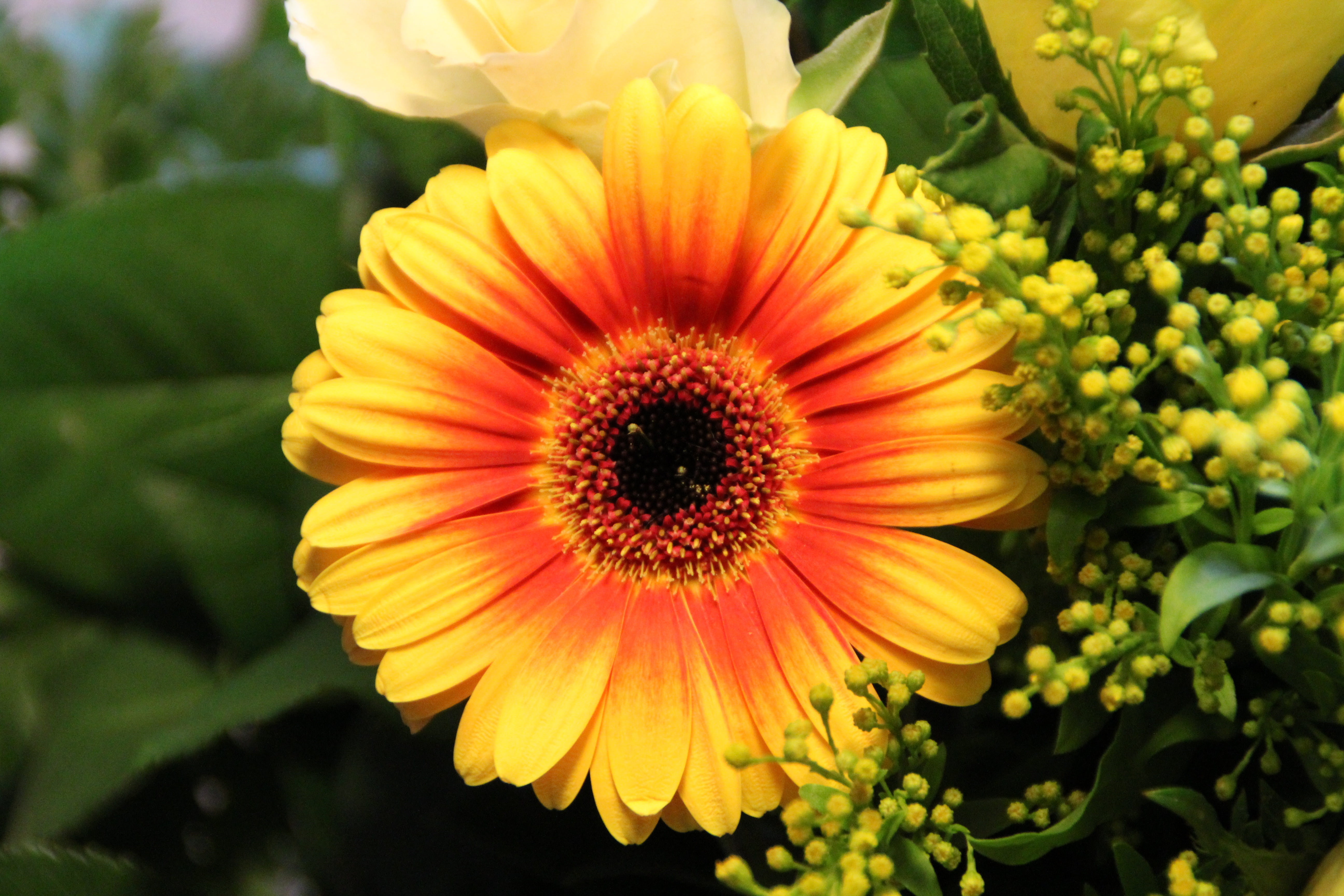 flower head, close-up, beauty in nature, gerbera, vulnerability, nature, day, growth, gazania, flower, bloom, bouquet, birthday bouquet, daisy, orange, HD Wallpaper