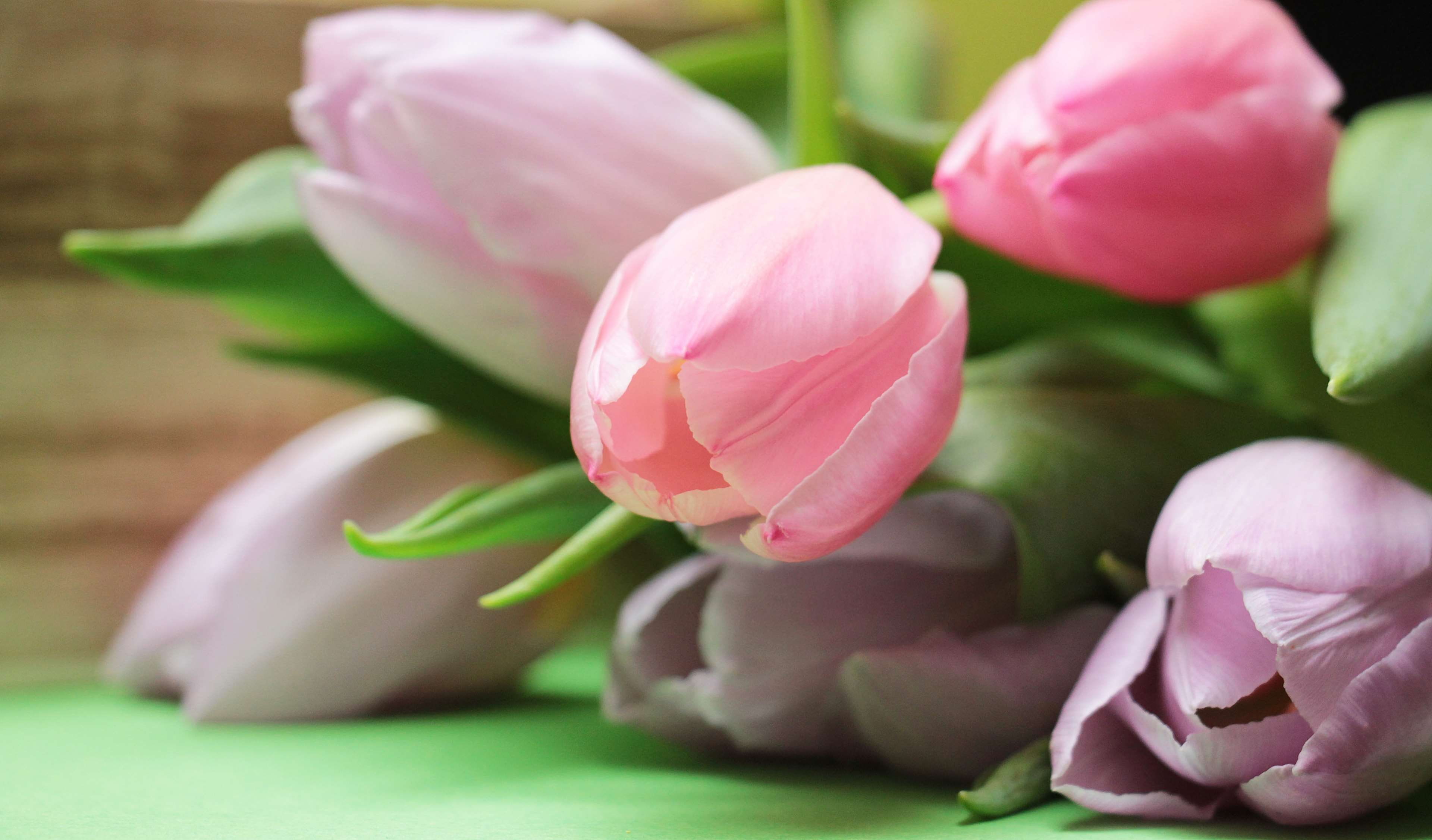 light pink, vulnerability, background image, petal, closed, flowers, tulips, beauty in nature, freshness, purple, spring, pink color, plant, mothers day, HD Wallpaper