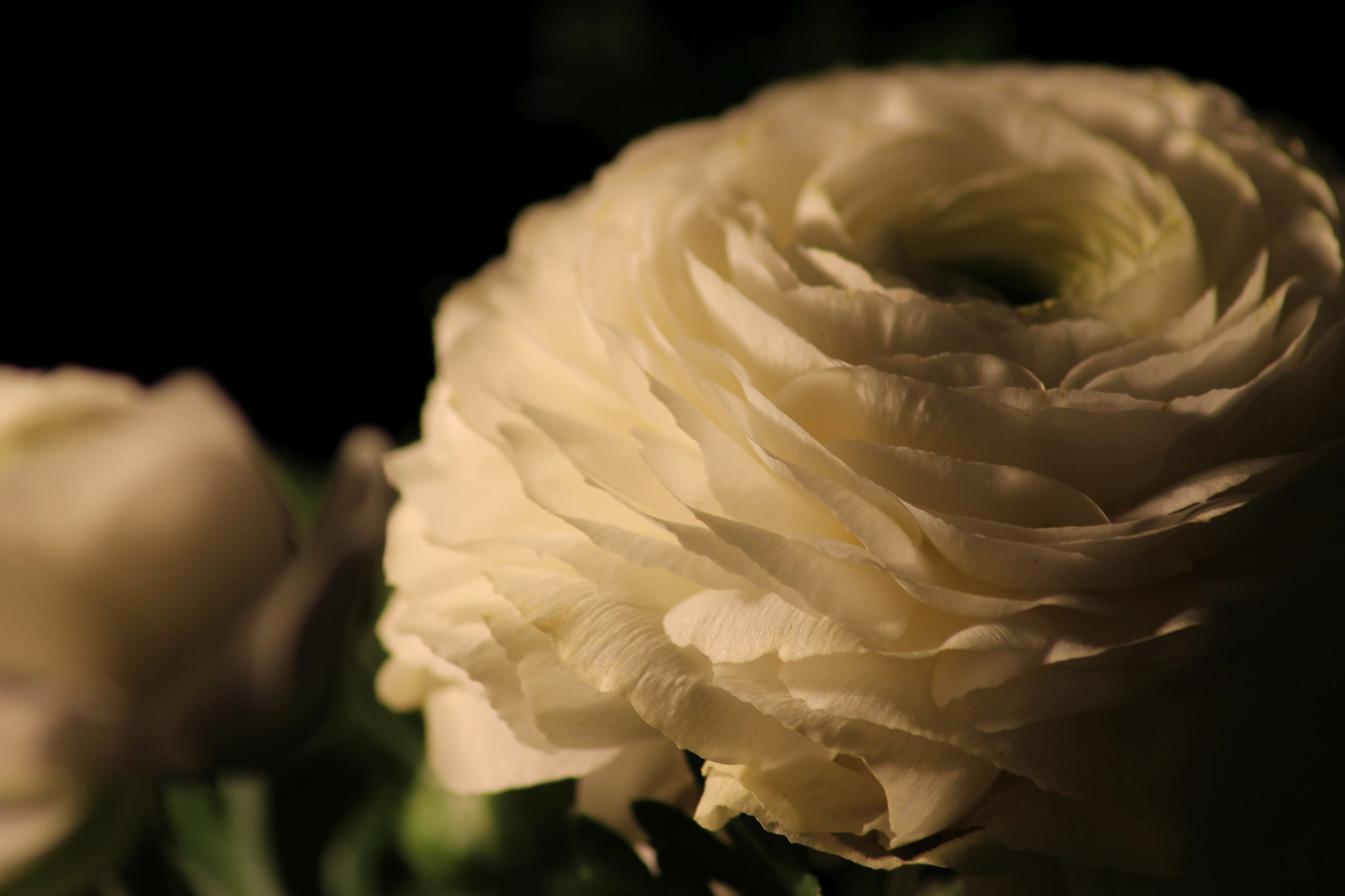gorgeous, vulnerability, bloom, black background, nature, schnittblume, hahnenfußgewächs, studio shot, growth, flower photography, freshness, no people, HD Wallpaper