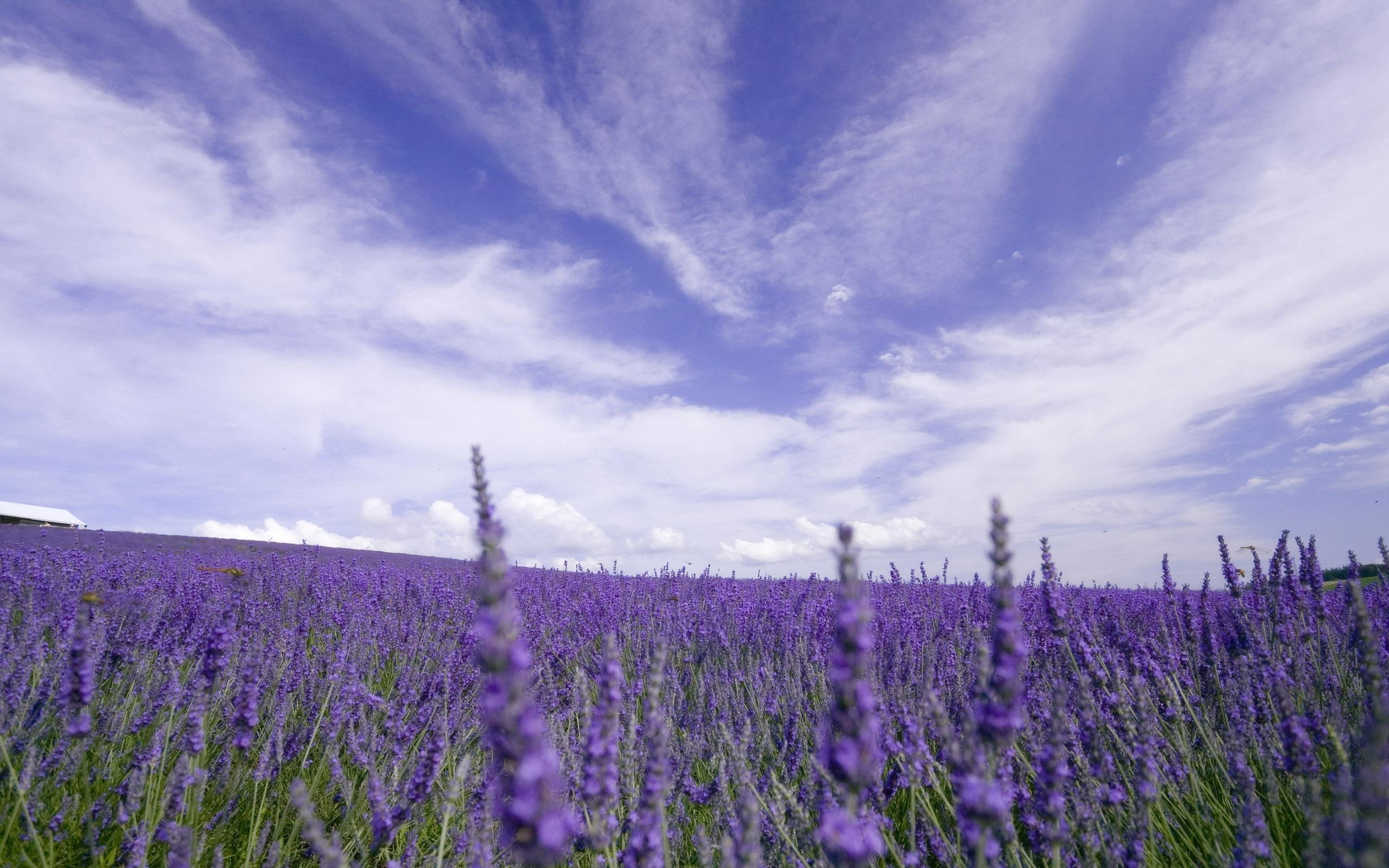 lavander, lavender, clouds, clorful, photography, 3d and abstract, lilac, field, beauty, purple, 2K, fragrant, HD Wallpaper