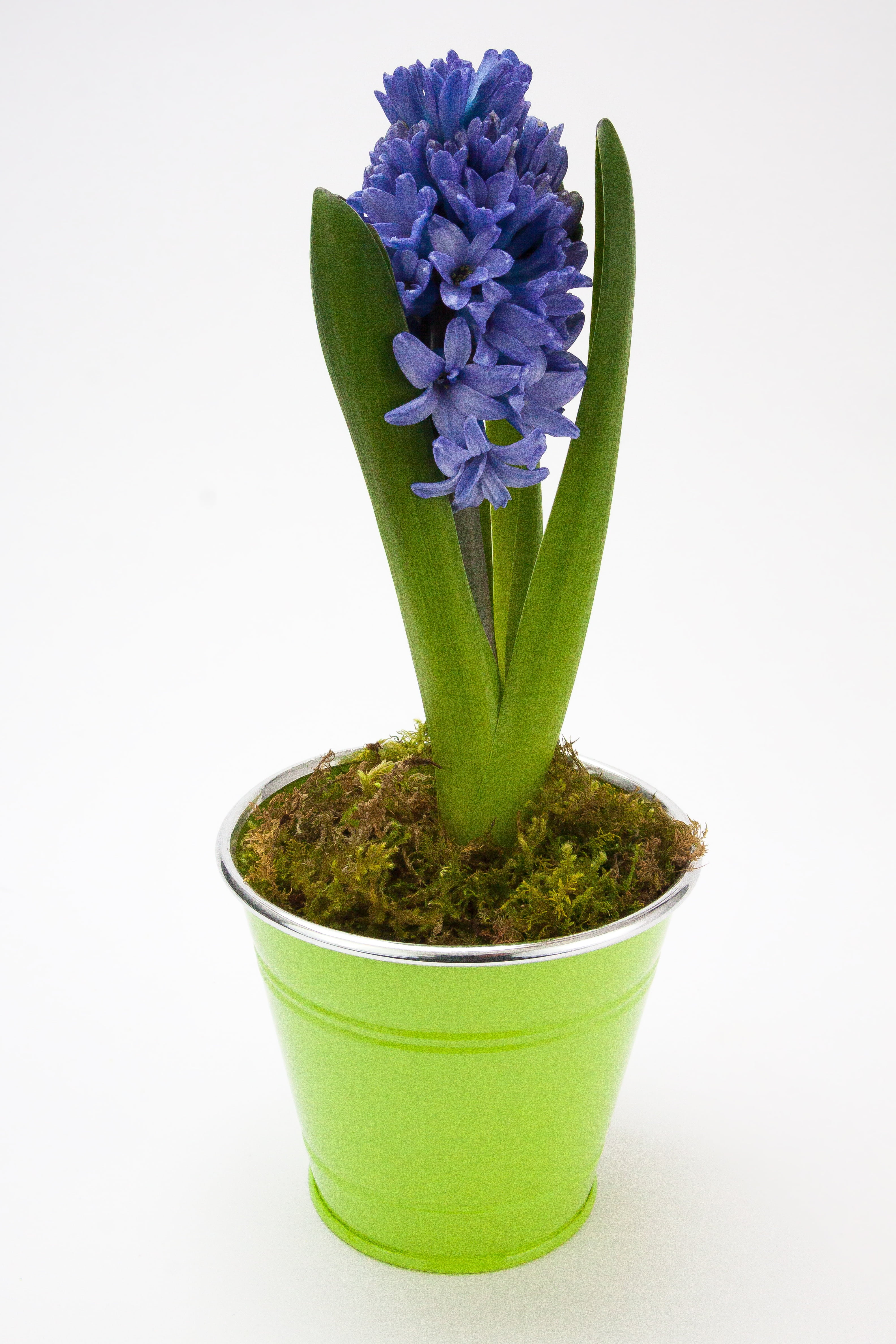 bloom, asparagaceae, fragility, flowering plant, decoration, 4K, growth, studio shot, flowers, potted plant, beauty in nature, houseplant, hyacinth, sheet, Phone HD Wallpaper