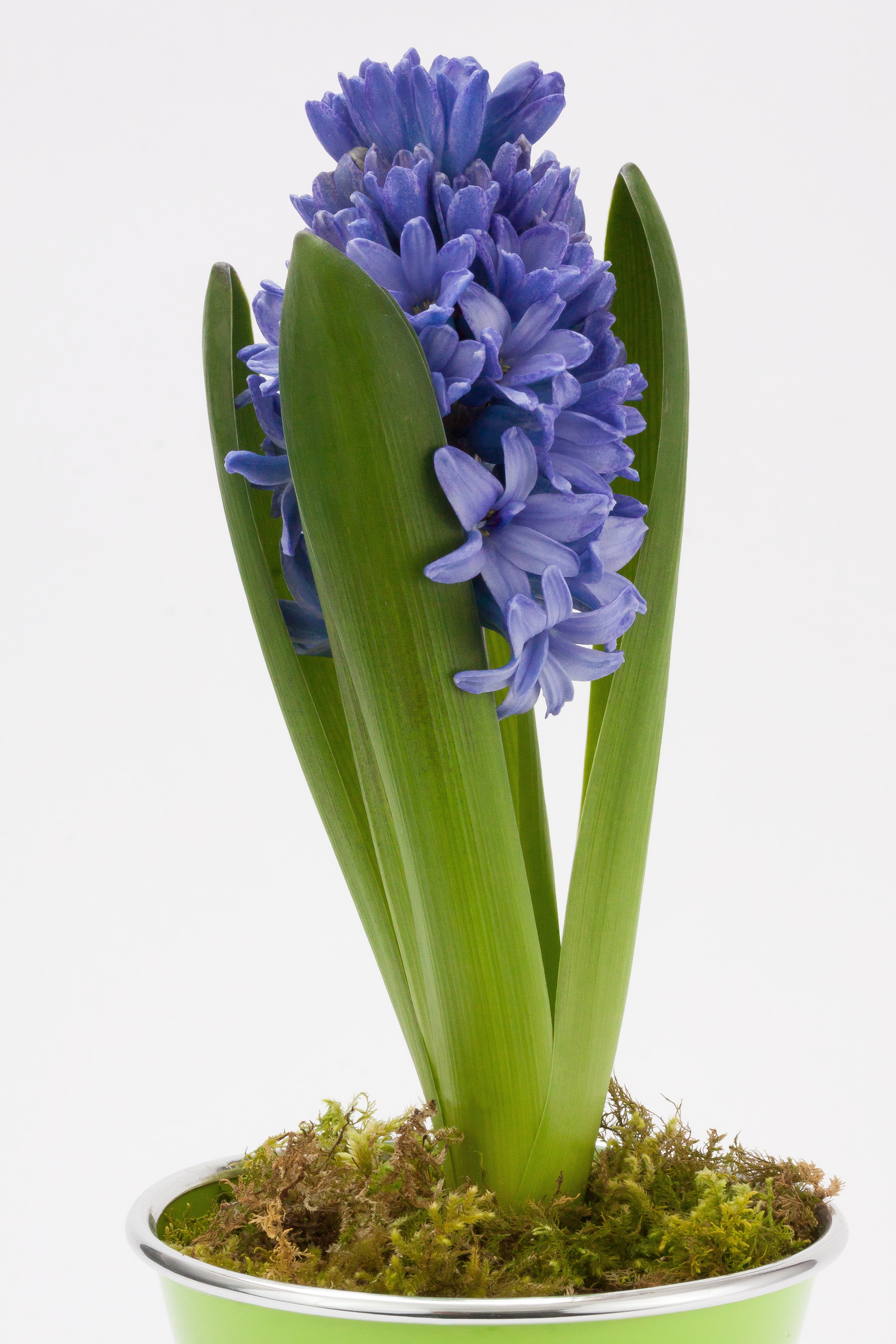 flower arrangement, leaf, green color, spring, beauty in nature, decoration, studio shot, pot, fragrance, plant, dip-coated, blossom, green, asparagus plant, Phone HD Wallpaper