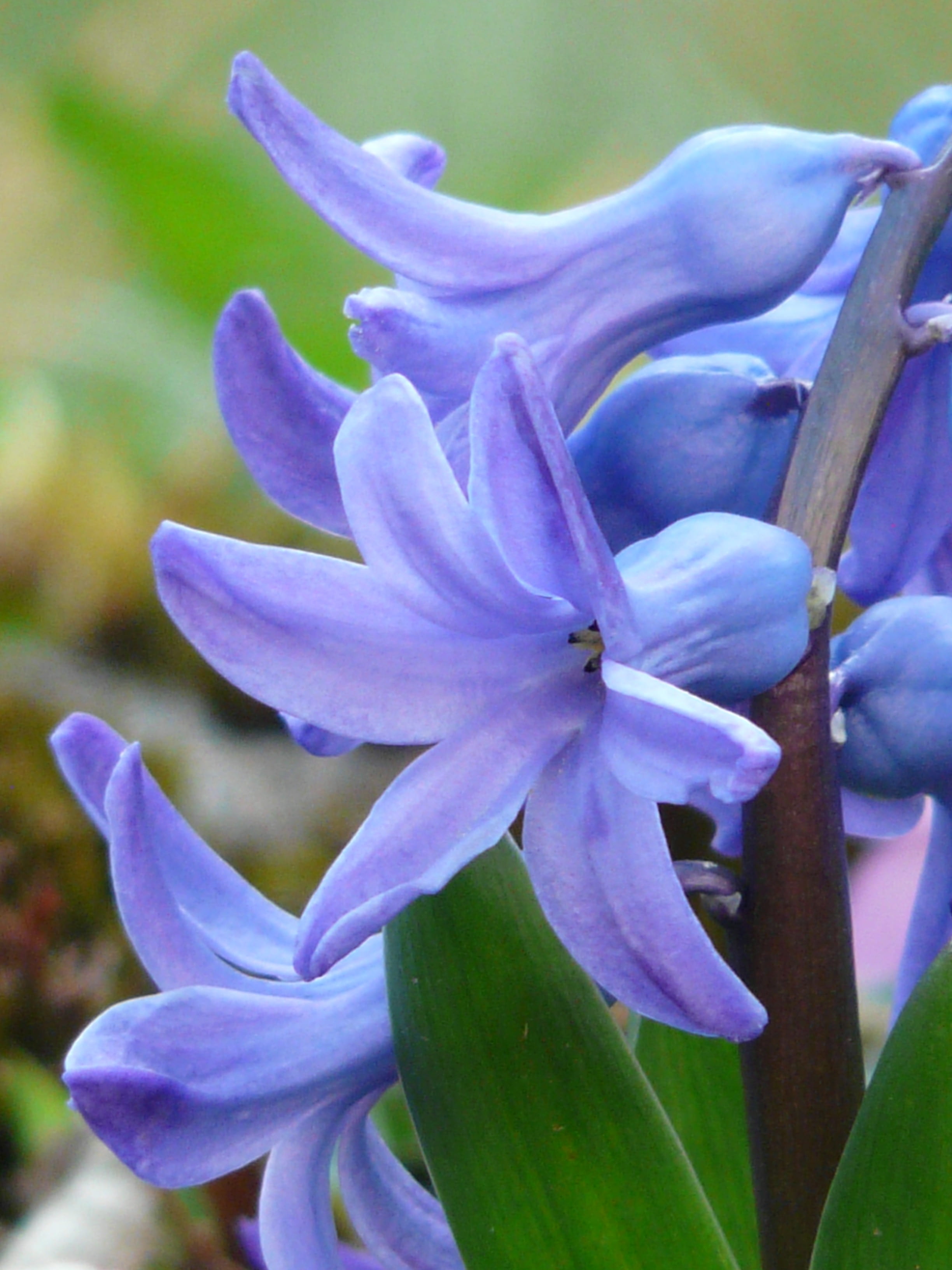 nature, close-up, 2K, spring, outdoors, hyacinth, botany, beauty in nature, flower, asparagaceae, fragrance, garden hyacinth, hyacinthus, freshness, vulnerability, Phone HD Wallpaper