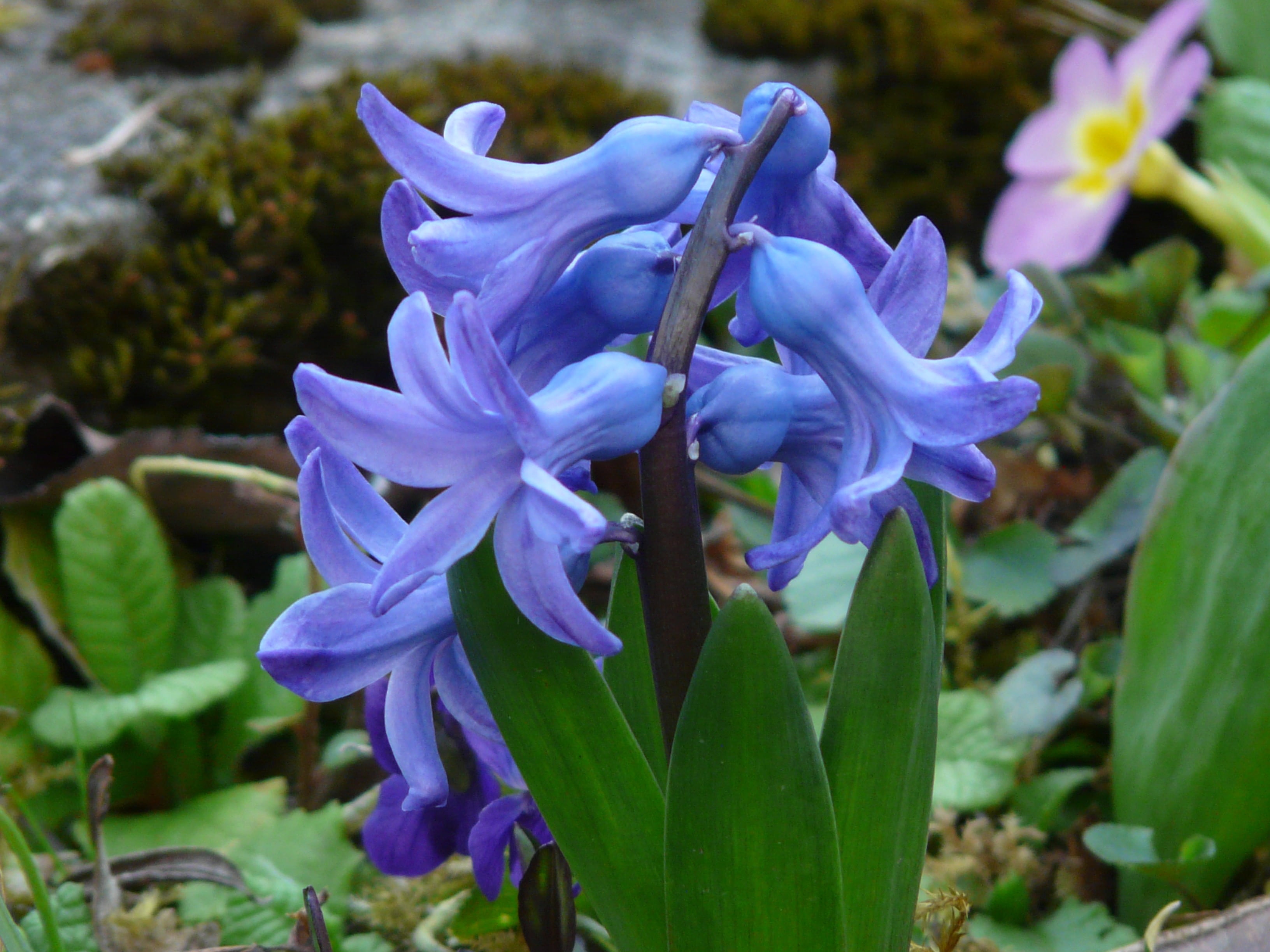 flowering plant, asparagus plant, botany, day, plant, spring, nature, hyacinthus orientalis, inflorescence, asparagaceae, blue, bloom, outdoors, hyacinthus, HD Wallpaper