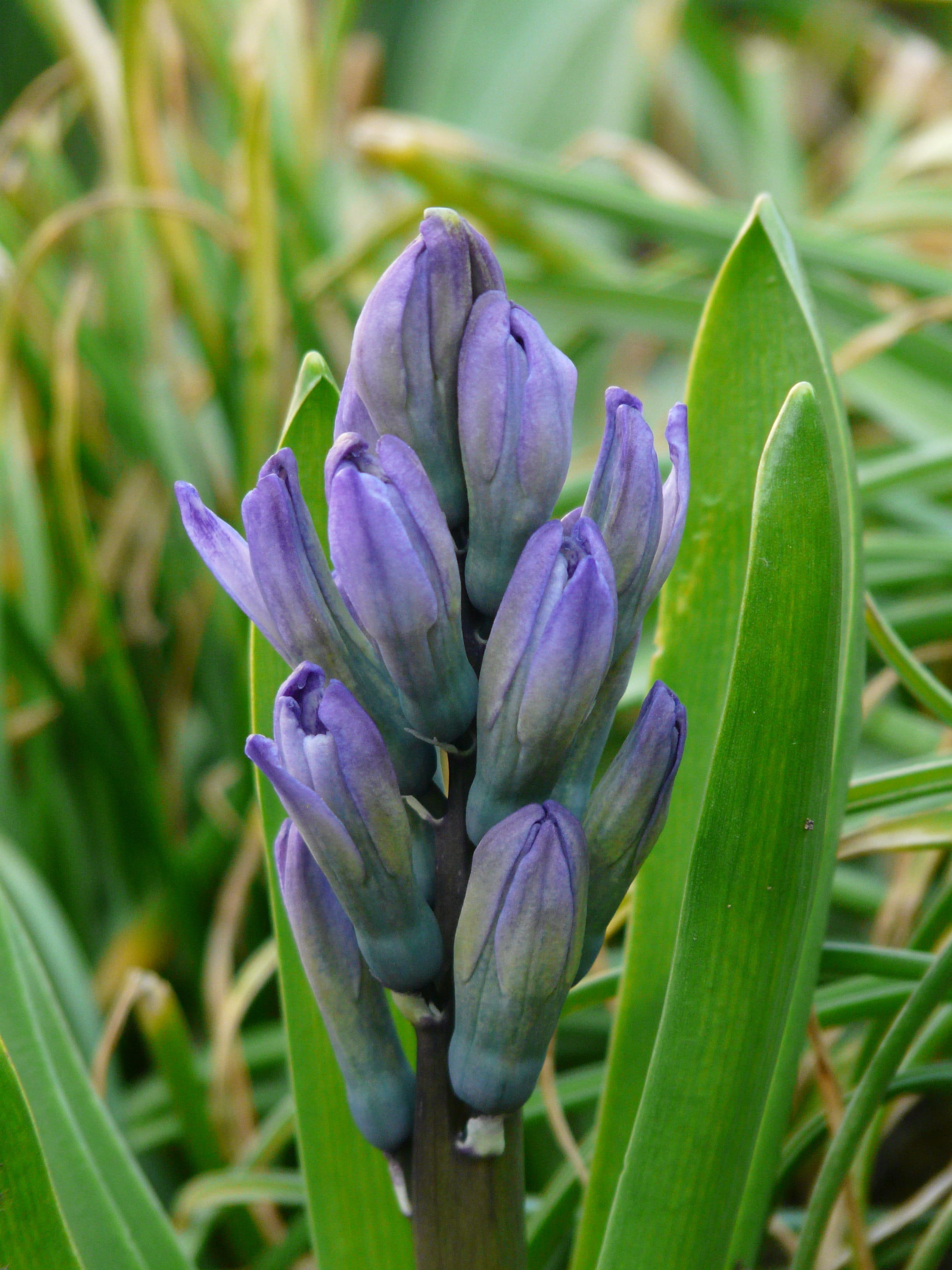 spring, fragility, flower, Garden Hyacinth, hyacinthus, nature, green color, beauty in nature, asparagus plant, Hyacinthus Orientalis, no people, plant part, Phone HD Wallpaper