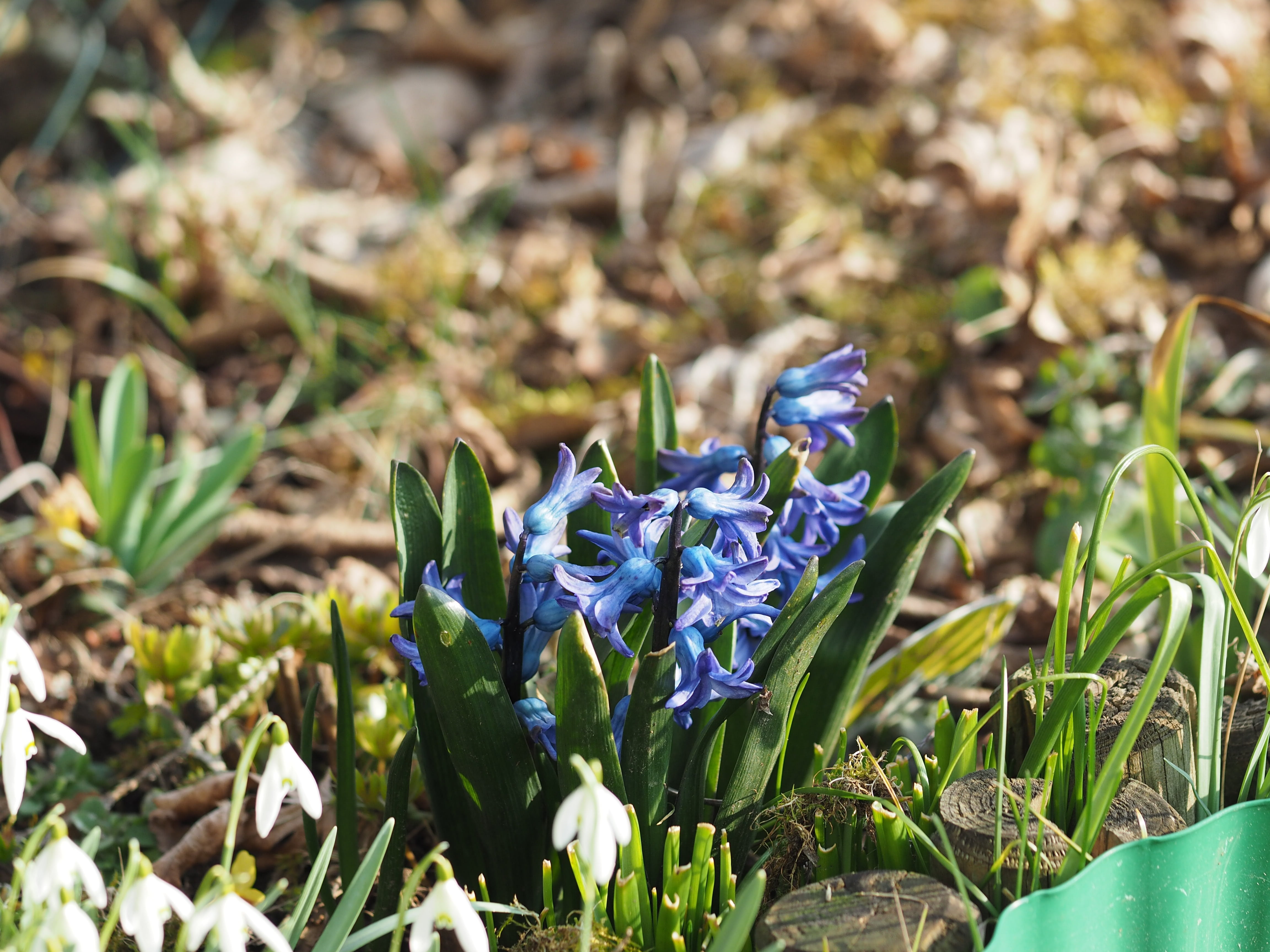 crocus, flowering plant, hyacinthus orientalis, purple, 4K, vulnerability, springtime, fragility, flower, field, asparagus plant, spring, hyacinthus, land, HD Wallpaper