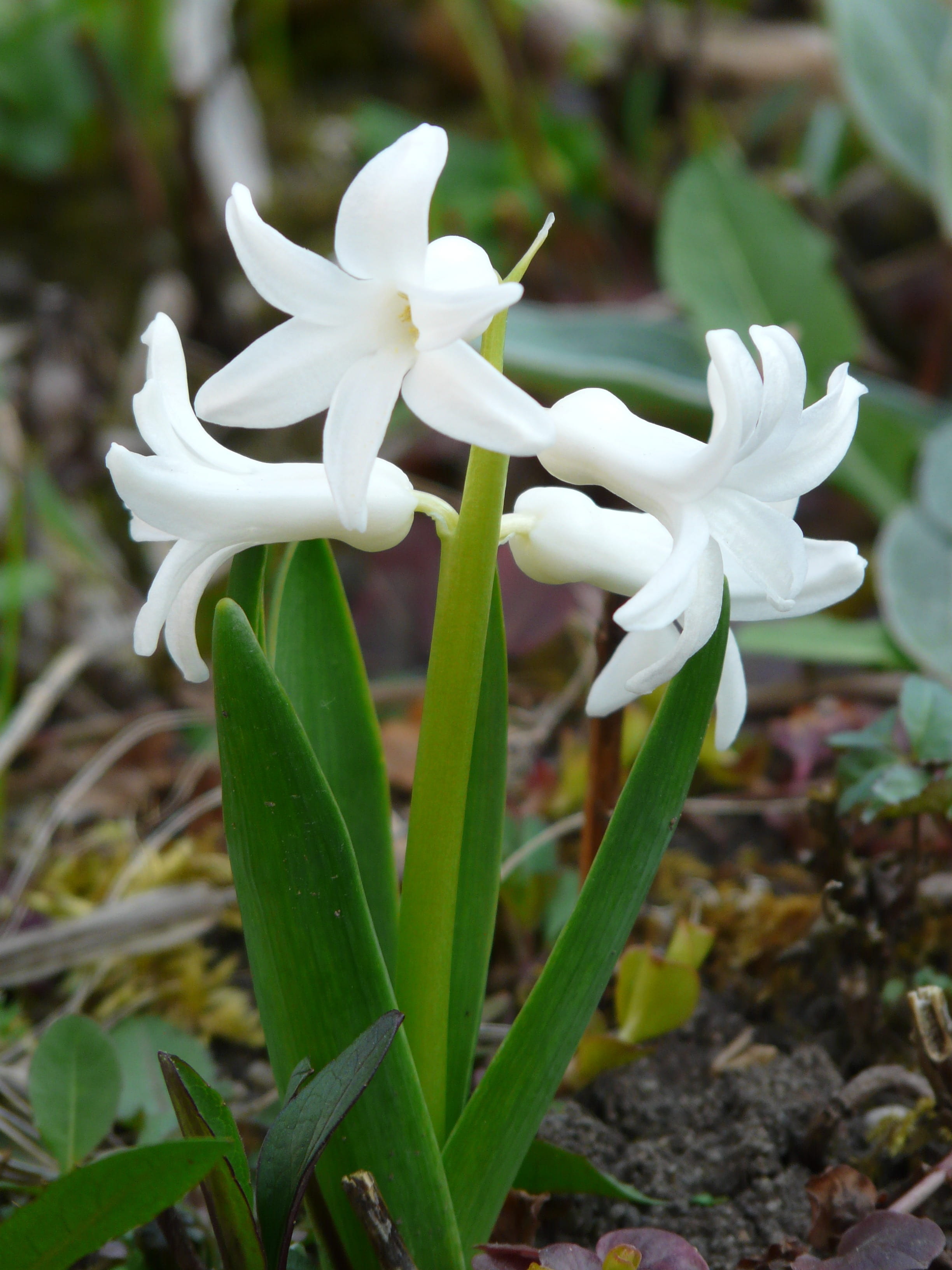 asparagaceae, hyacinthus orientalis, springtime, close-up, spring, outdoors, inflorescence, asparagus plant, botany, white color, hyacinth, fragrance, nature, Phone HD Wallpaper
