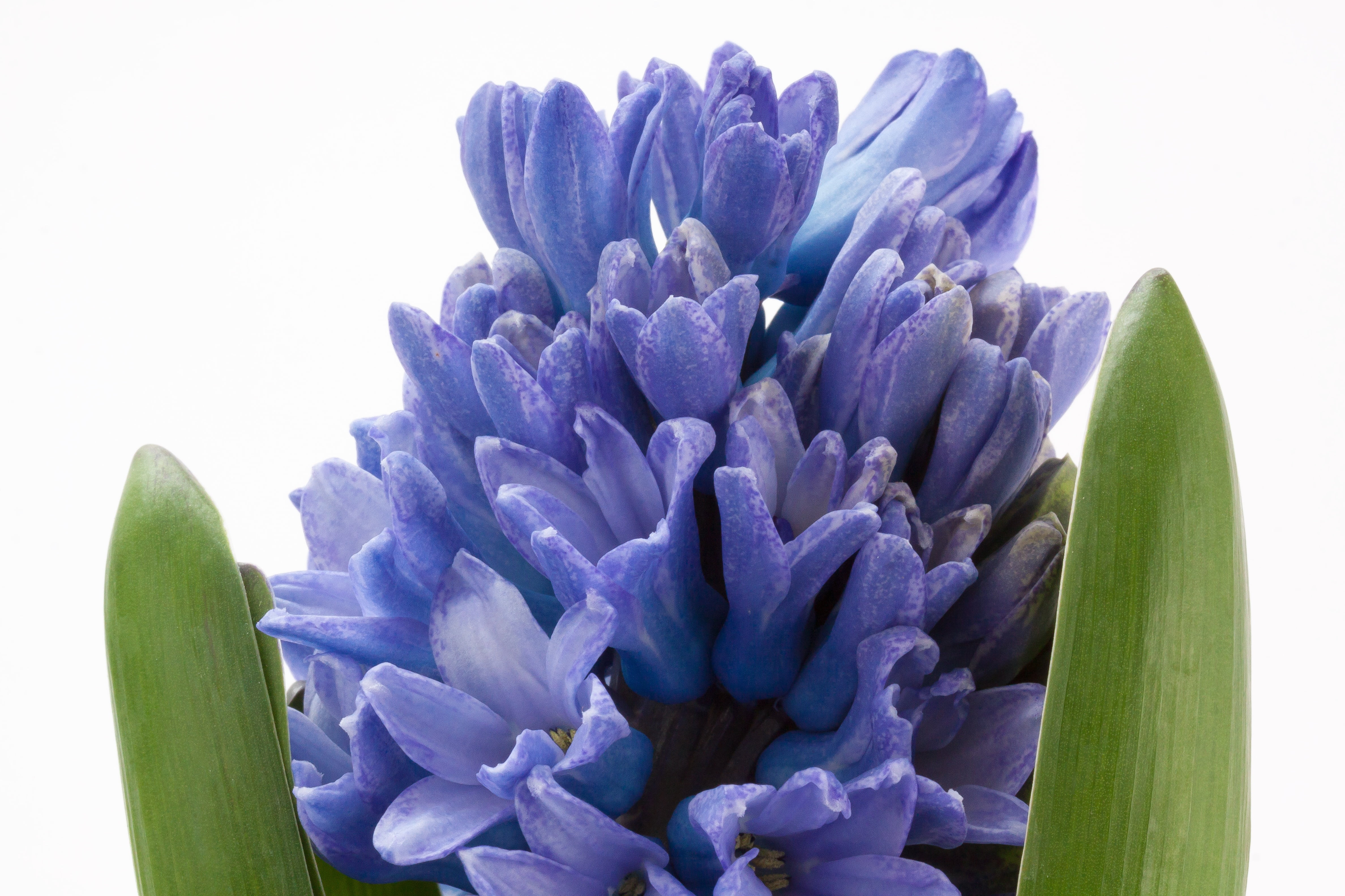 blue, plant, no people, petal, close-up, fragrance, leaf, flower head, white background, hyacinth, studio shot, 4K, spring, vulnerability, growth, asparagus plant, HD Wallpaper