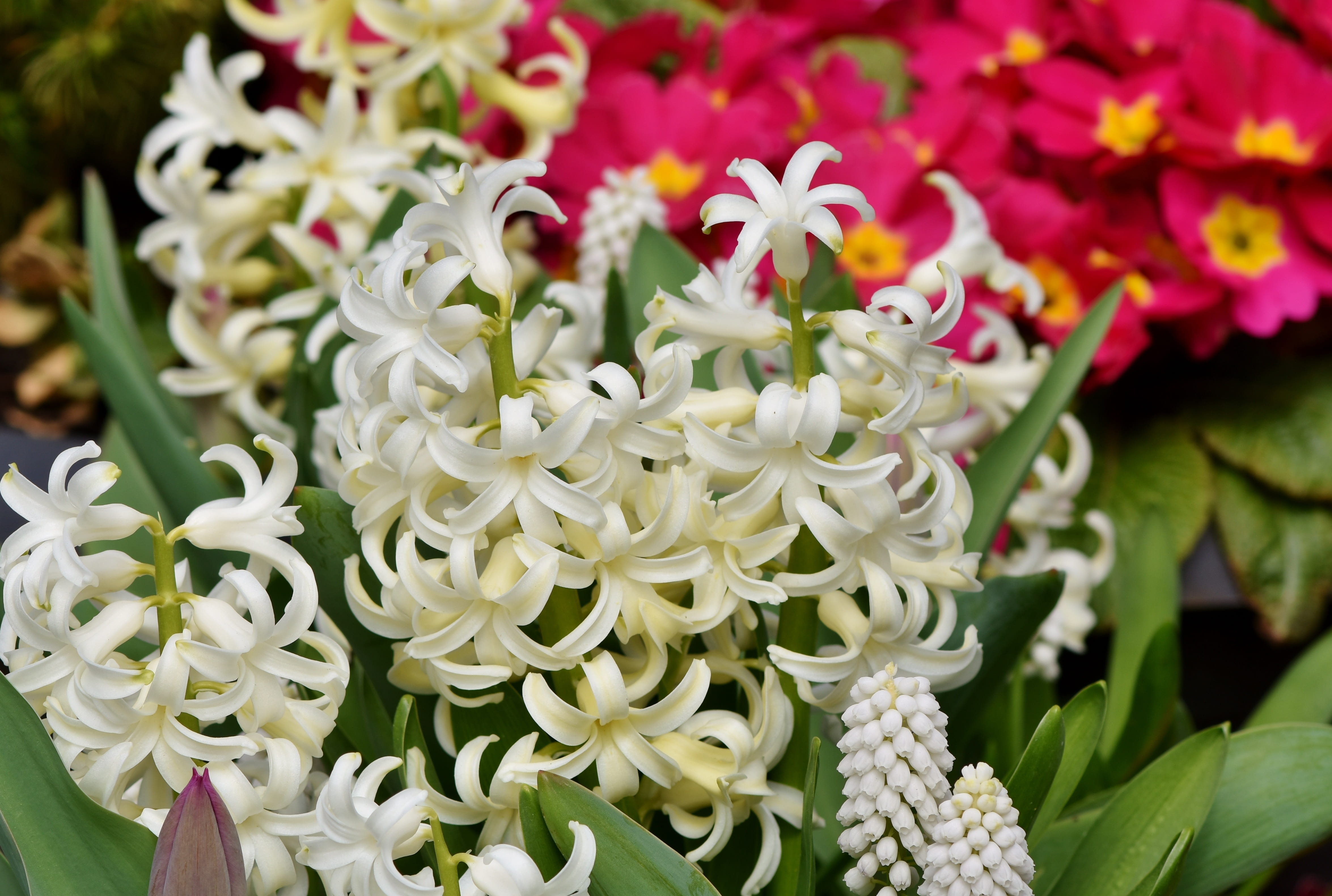 white color, freshness, 4K, asparagus plant, plant part, focus on foreground, hyacinth, schnittblume, fragility, leaf, beauty in nature, plant, white flowers, HD Wallpaper