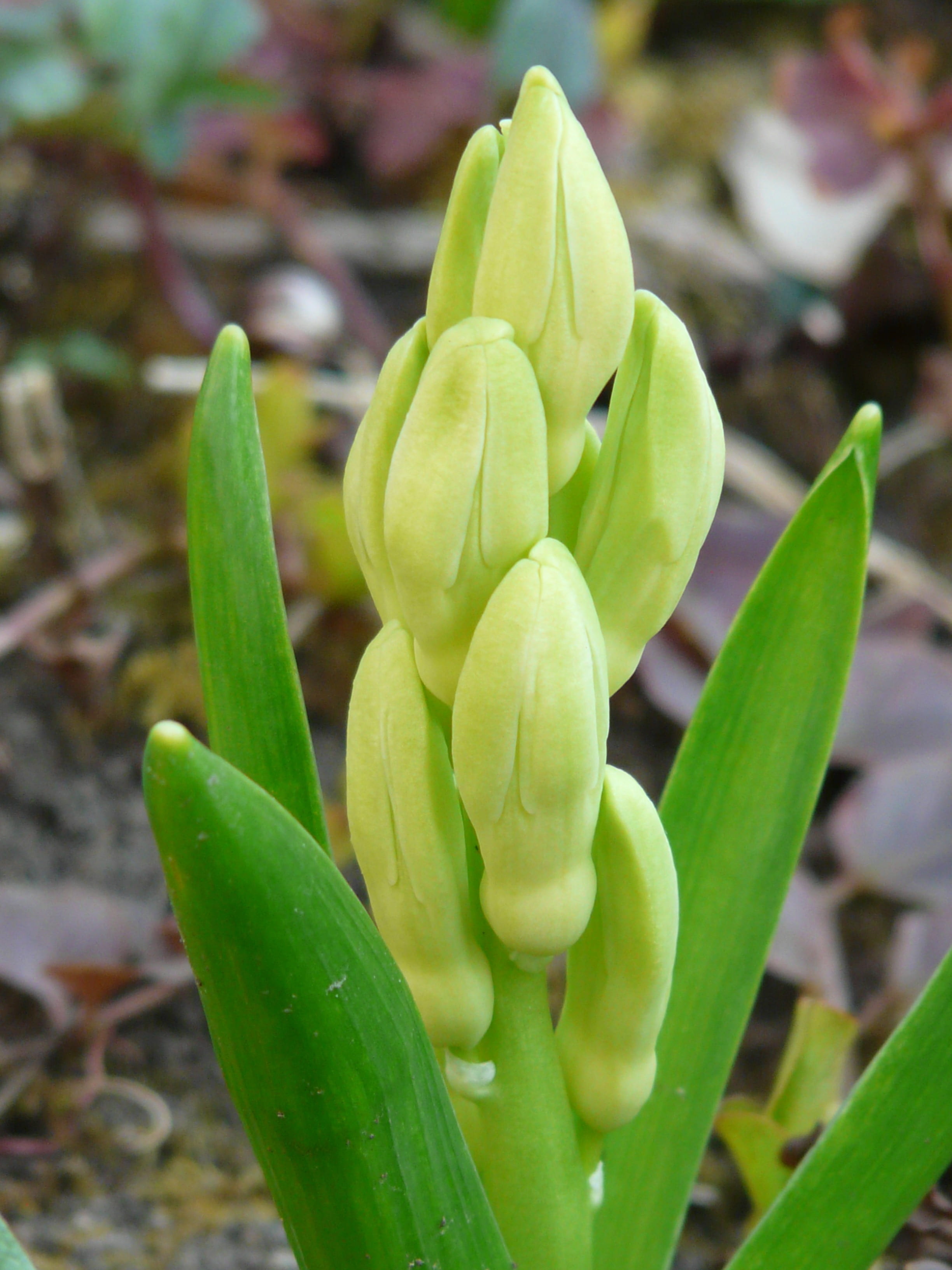 green color, leaf, growth, nature, day, asparagaceae, spring, fragility, vulnerability, 2K, land, plant part, beauty in nature, succulent plant, garden hyacinth, Phone HD Wallpaper