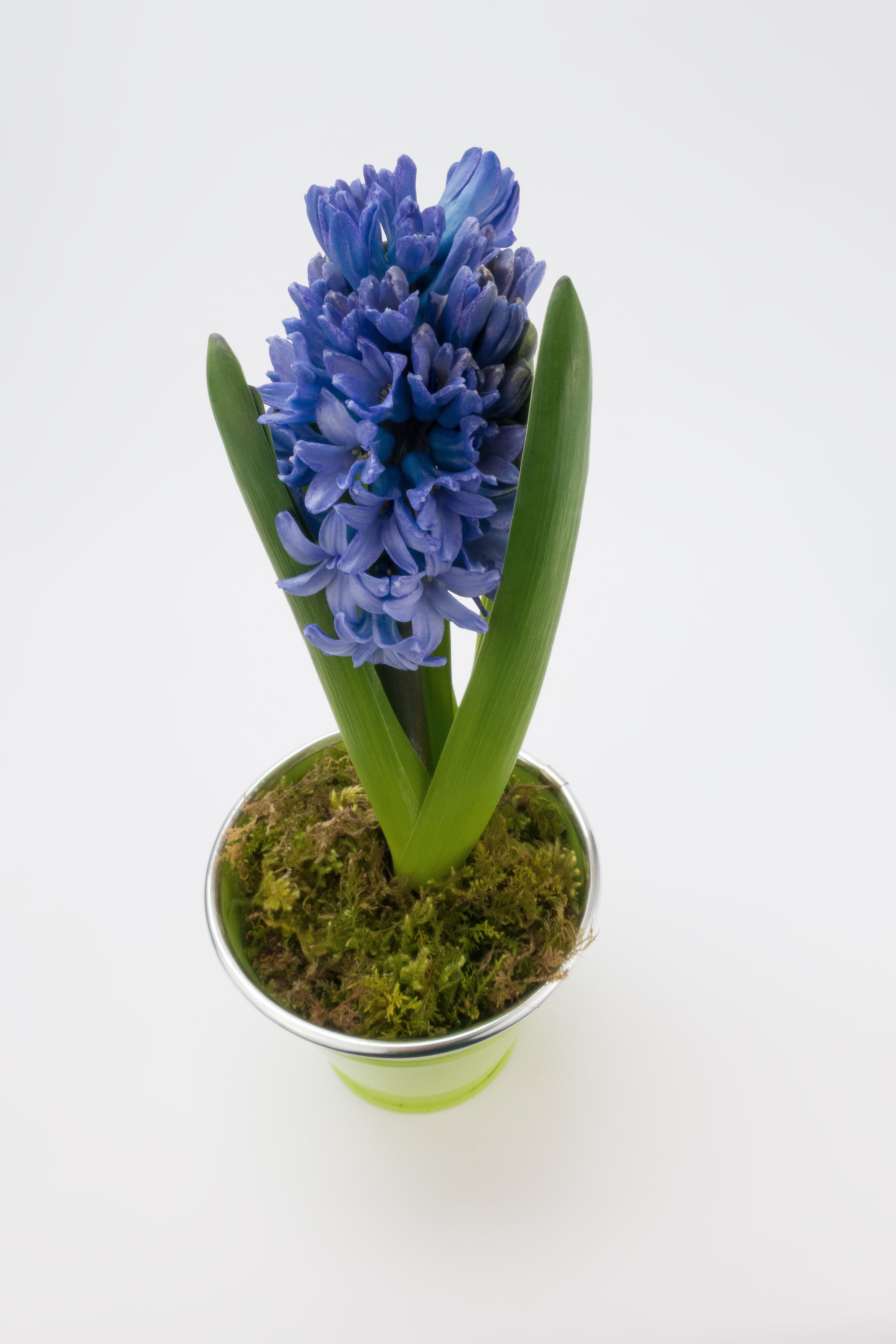 asparagaceae, nature, growth, spring, flower arrangement, green, dip-coated, no people, purple, close-up, white background, indoors, hyacinthus orientalis, Phone HD Wallpaper