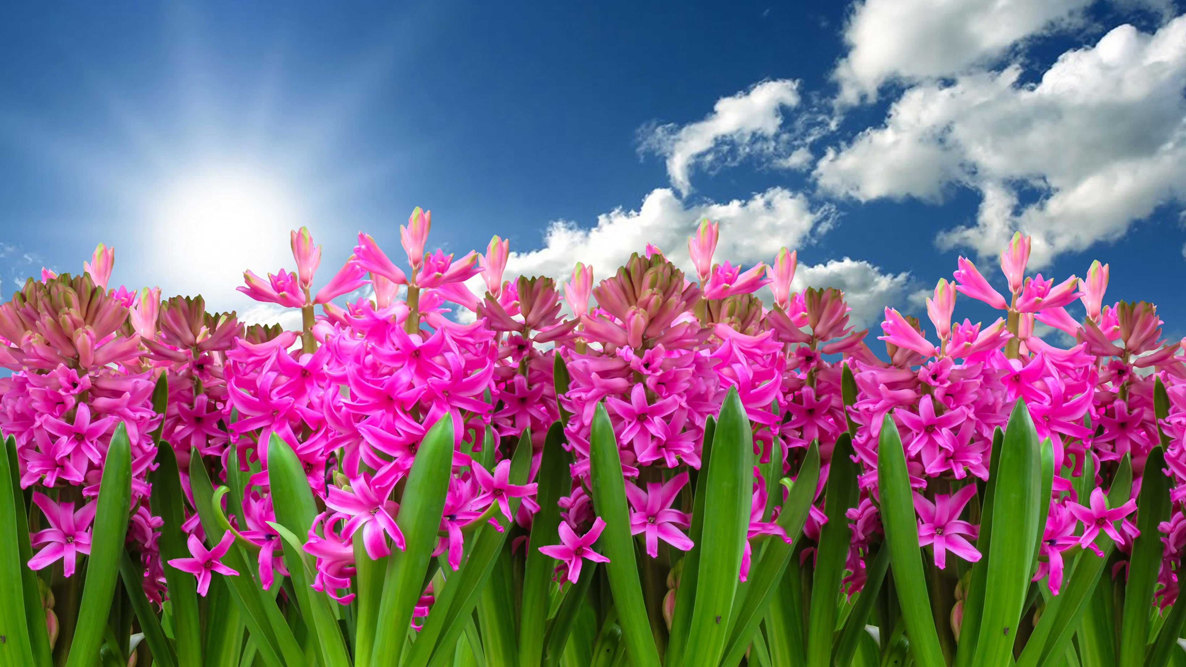 4K, white, bulbs, sky, spring, pink, plants, hd, flowers, clouds, hyacinth, blue, flowering, lubricated, family, asparagaceae, HD Wallpaper