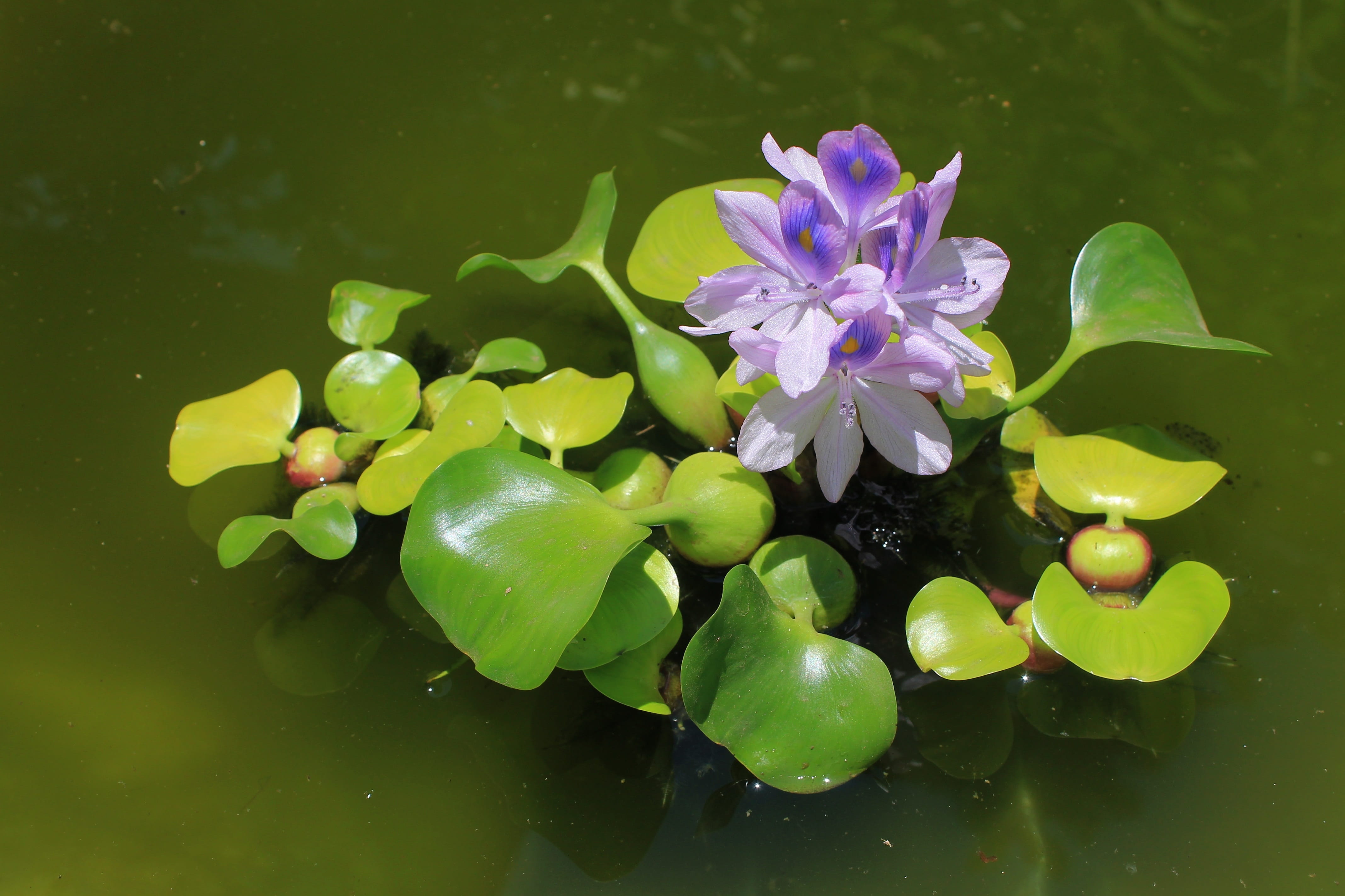 Water Hyacinth, beauty In Nature, vulnerability, pink Color, growth, nature, reflection, freshness, flower, pond, inflorescence, flowering plant, close-up, HD Wallpaper