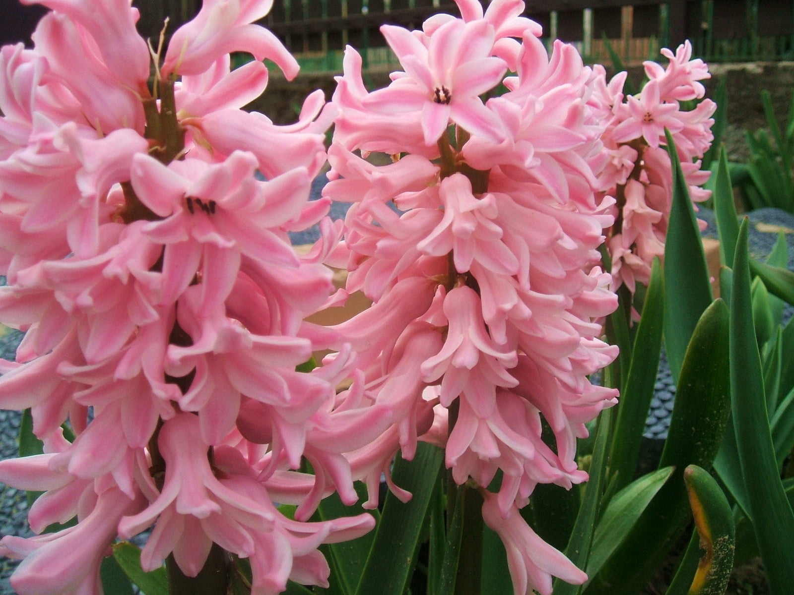 nature, close-up, pink, day, plant, flower, fragility, growth, springtime, hyacinth, flower head, petal, blossom, inflorescence, outdoors, no people, beauty in nature, HD Wallpaper