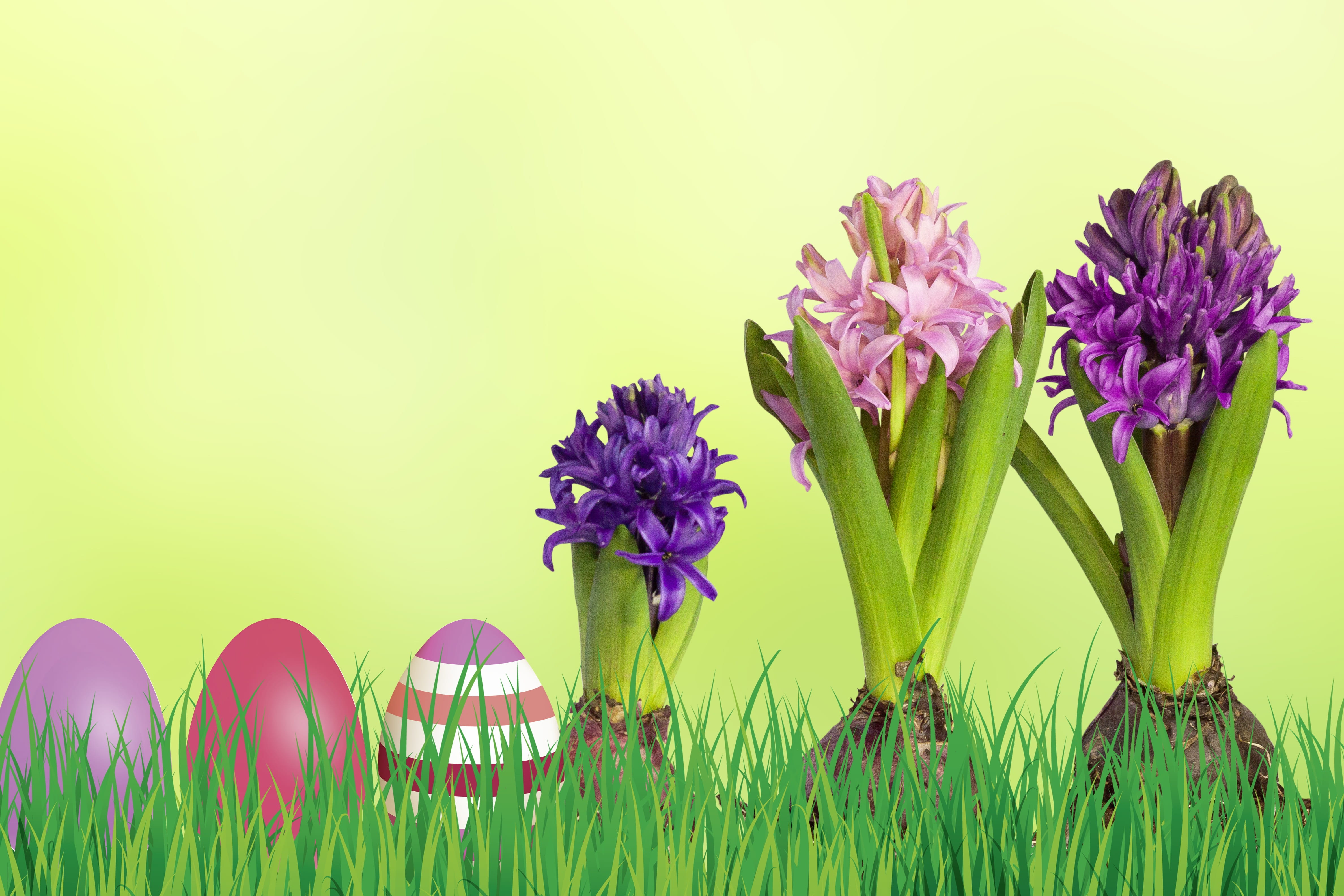 purple, easter eggs, freshness, no people, beauty in nature, land, pink, colorful, flowering plant, multi colored, field, fragility, violet, flower arrangement, HD Wallpaper