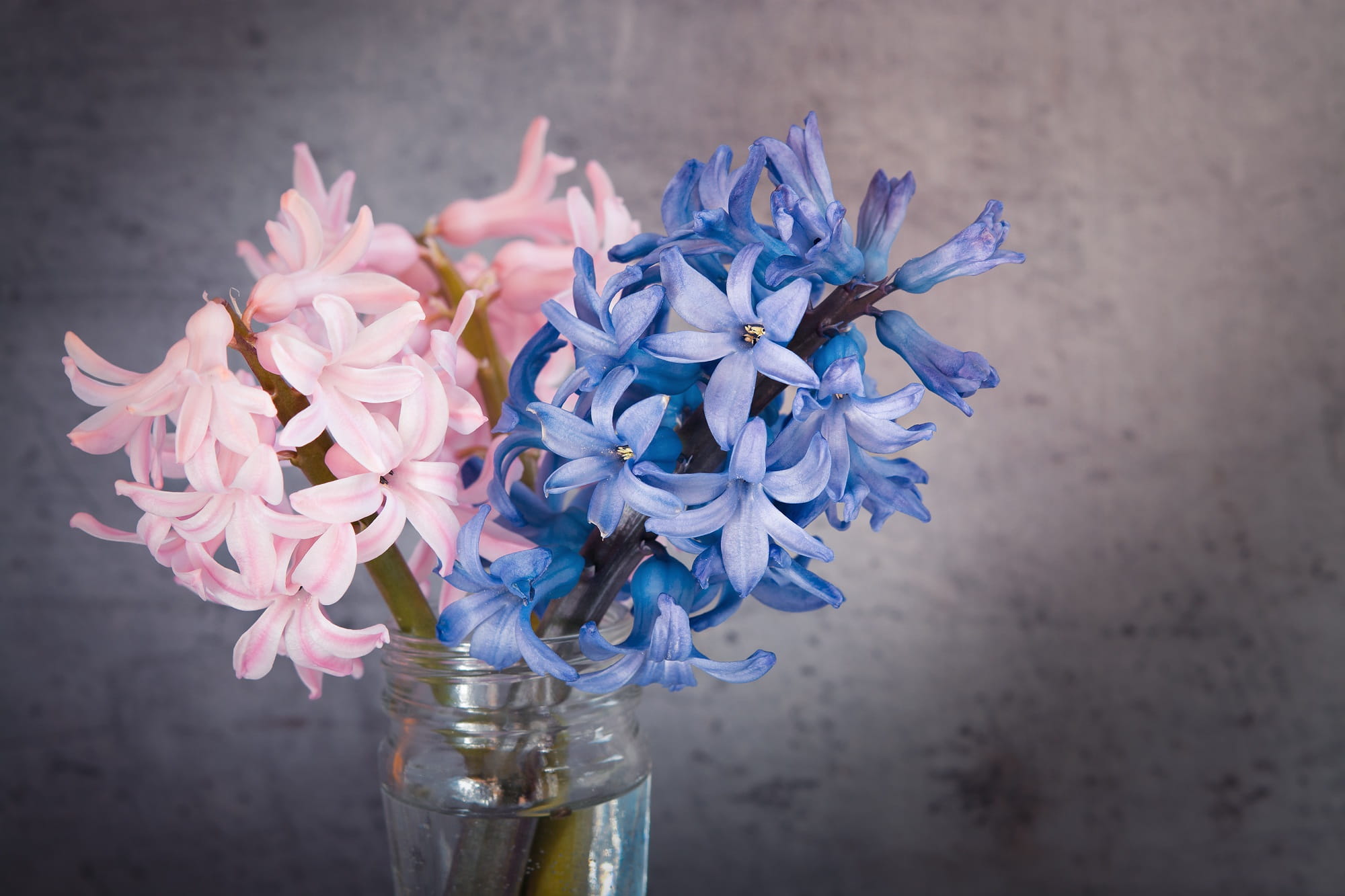 purple, indoors, fragrant, flowering plant, vase, flowers, bunch of flowers, jar, blue, 1080P, glass - material, inflorescence, close-up, flower Head, HD Wallpaper