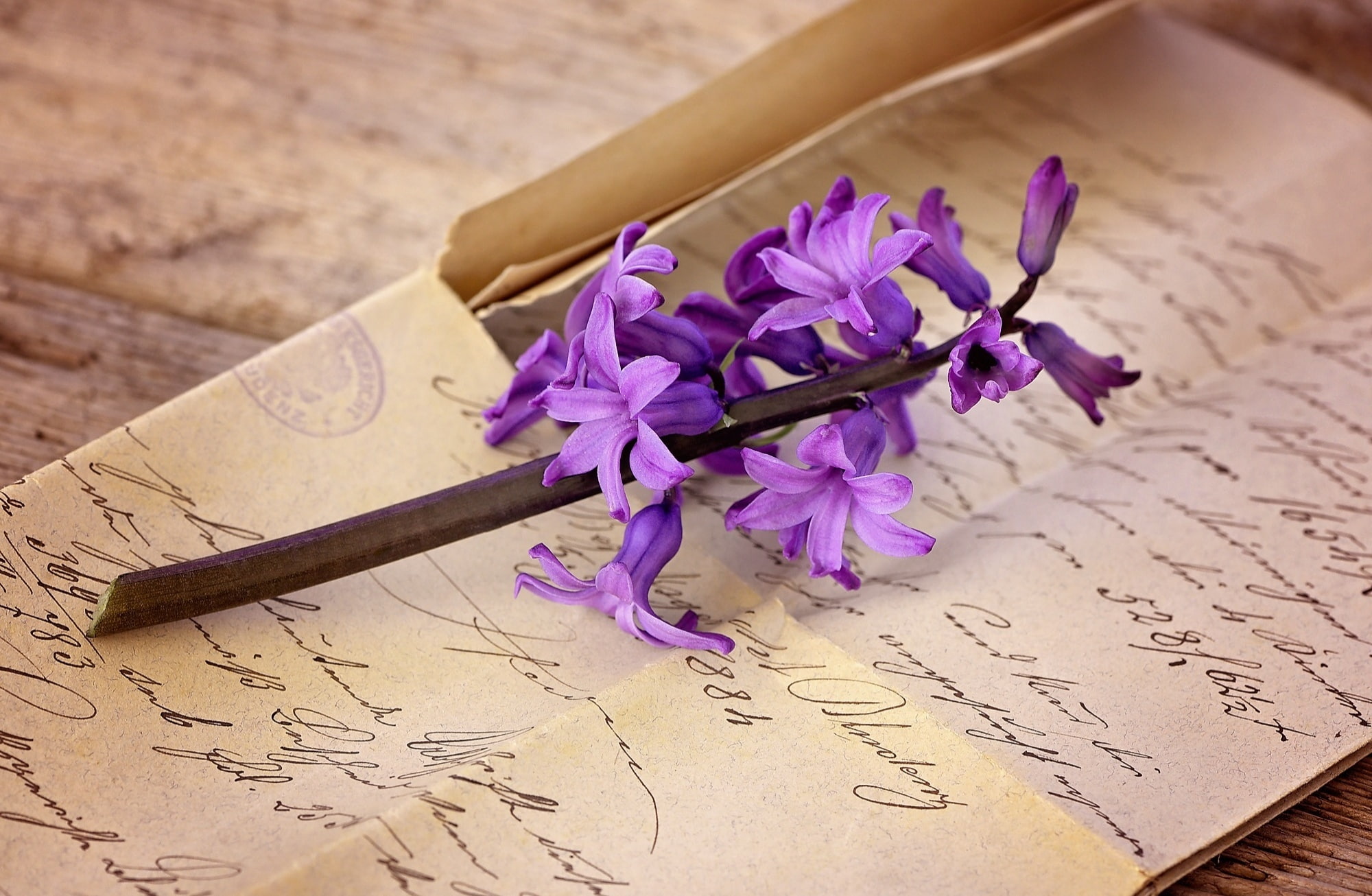 purple, 1080P, close-up, letters, Wood, fragility, Springtime, fragrantflower, Hyacinth, Flower, Pink, font, no people, flower head, paper, Vintage, flowering plant, HD Wallpaper