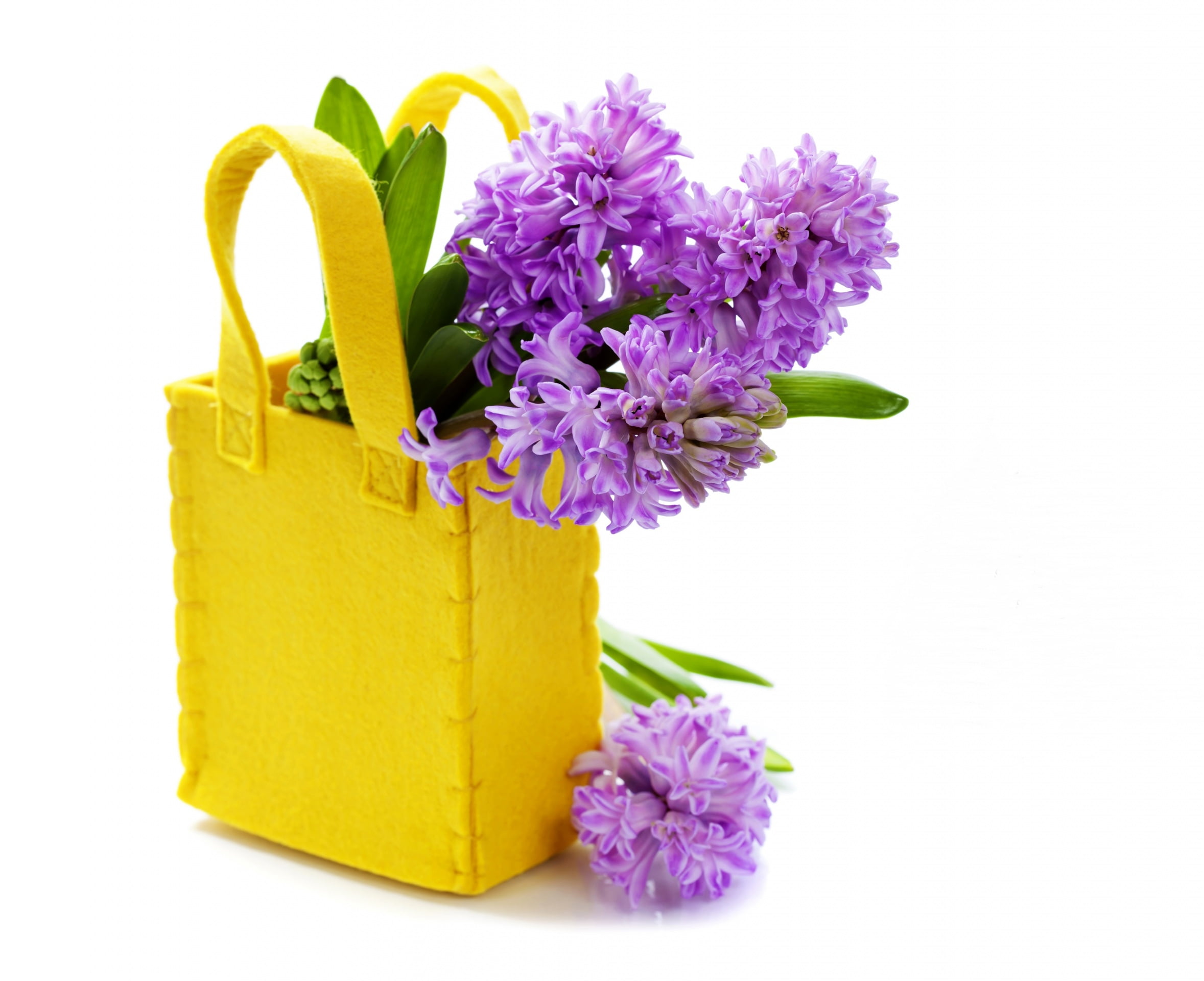 spring, card, plant, white background, nature, Hyacinths, fragility, flower, studio shot, close-up, inflorescence, bunch of flowers, flower head, indoors, HD Wallpaper