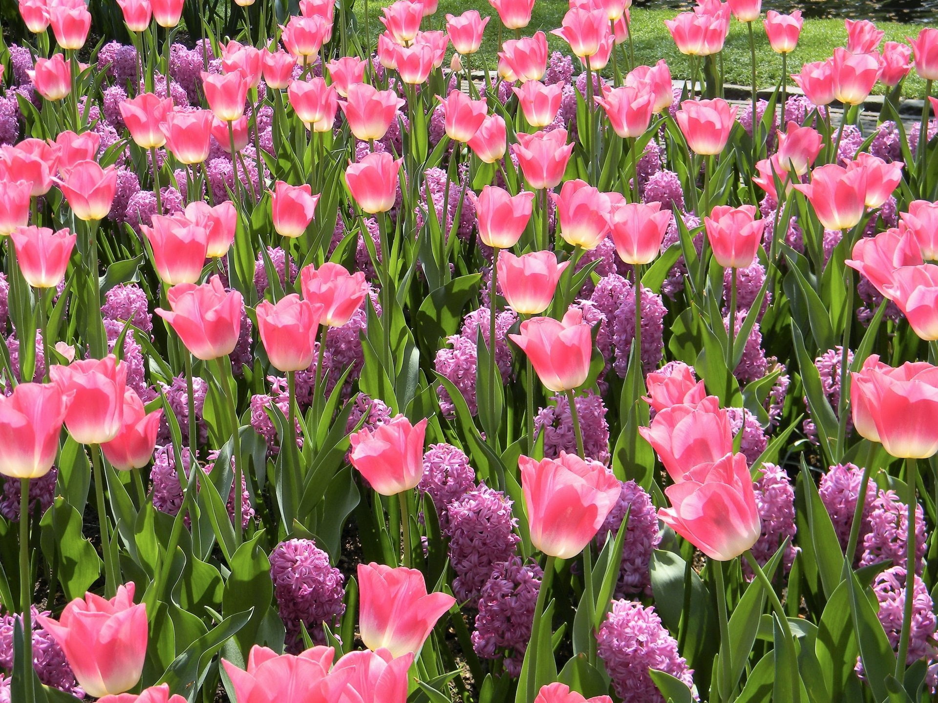 1080P, Hyacinth, Flowers, Park, Earth, Flower, Purple Flower, Garden, Pink Flower, Tulip, HD Wallpaper