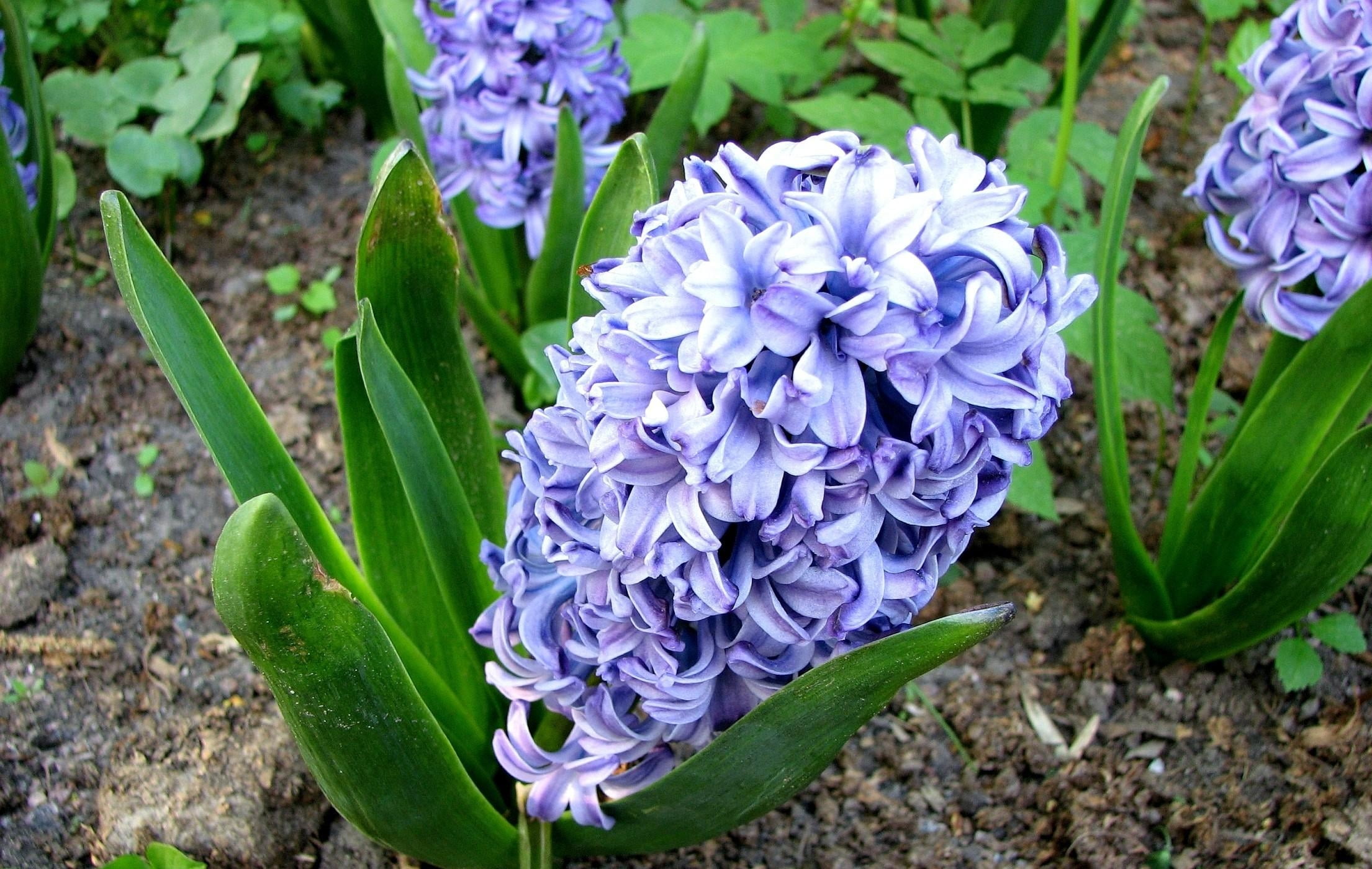 purple, season, petal, nature, leaf, day, plant part, outdoors, green Color, stem, summer, growth, formal Garden, blossom, hyacinth, high angle view, fragility, HD Wallpaper