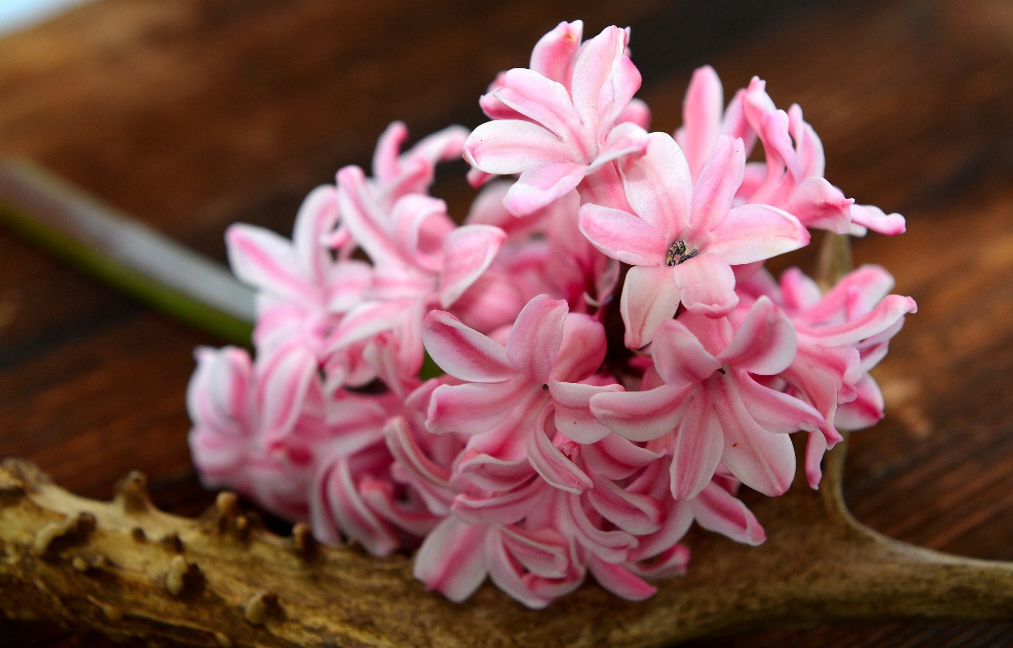 studio shot, wood, pink, freshness, nature, antler, petal, food, close, fragrant, no people, fragrant flower, flower, plant, indoors, pink color, selective focus, HD Wallpaper