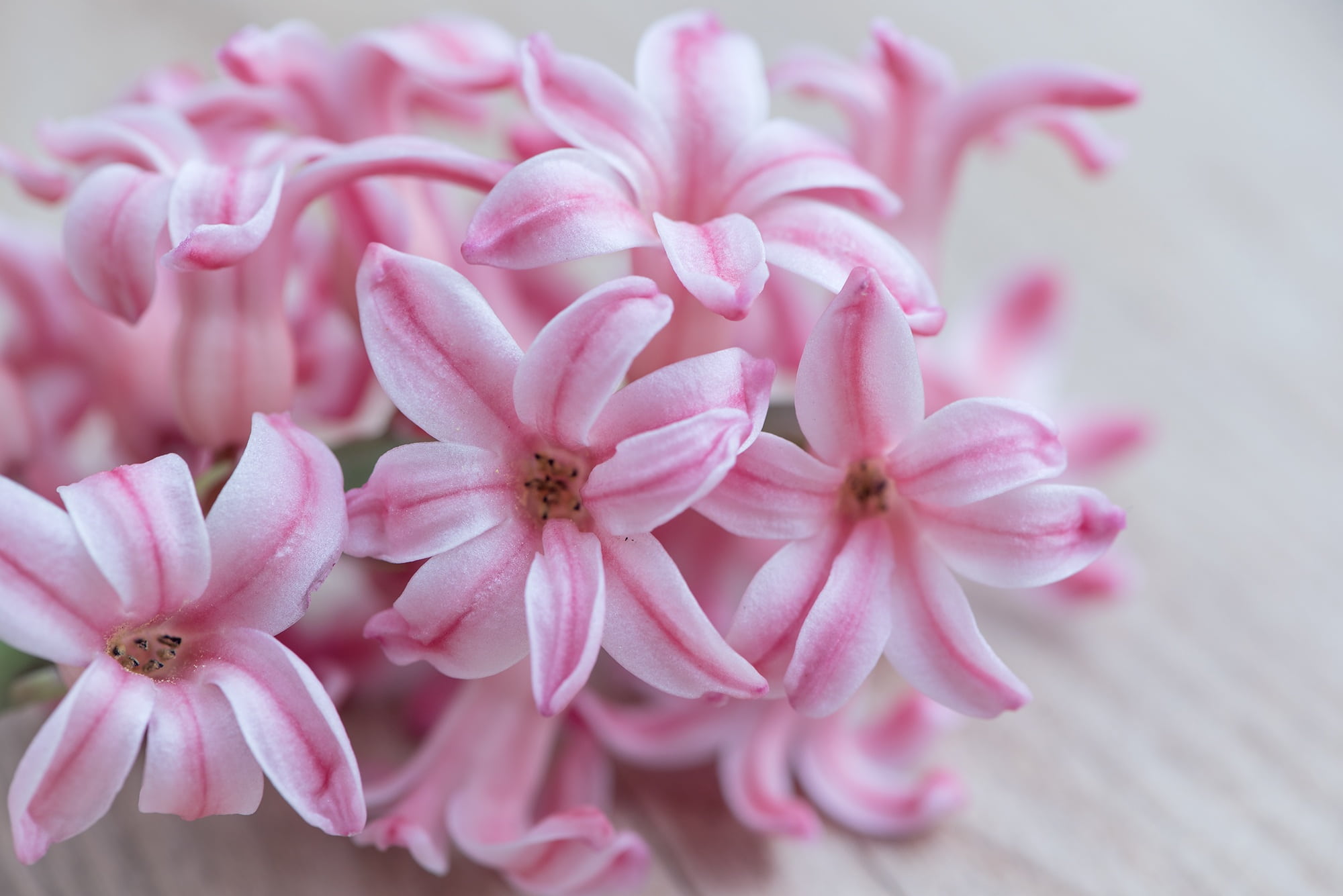 flower, growth, indoors, pink, petal, flower head, selective focus, fragility, bouquet, flowers photography, flower arrangement, close-up, studio shot, HD Wallpaper
