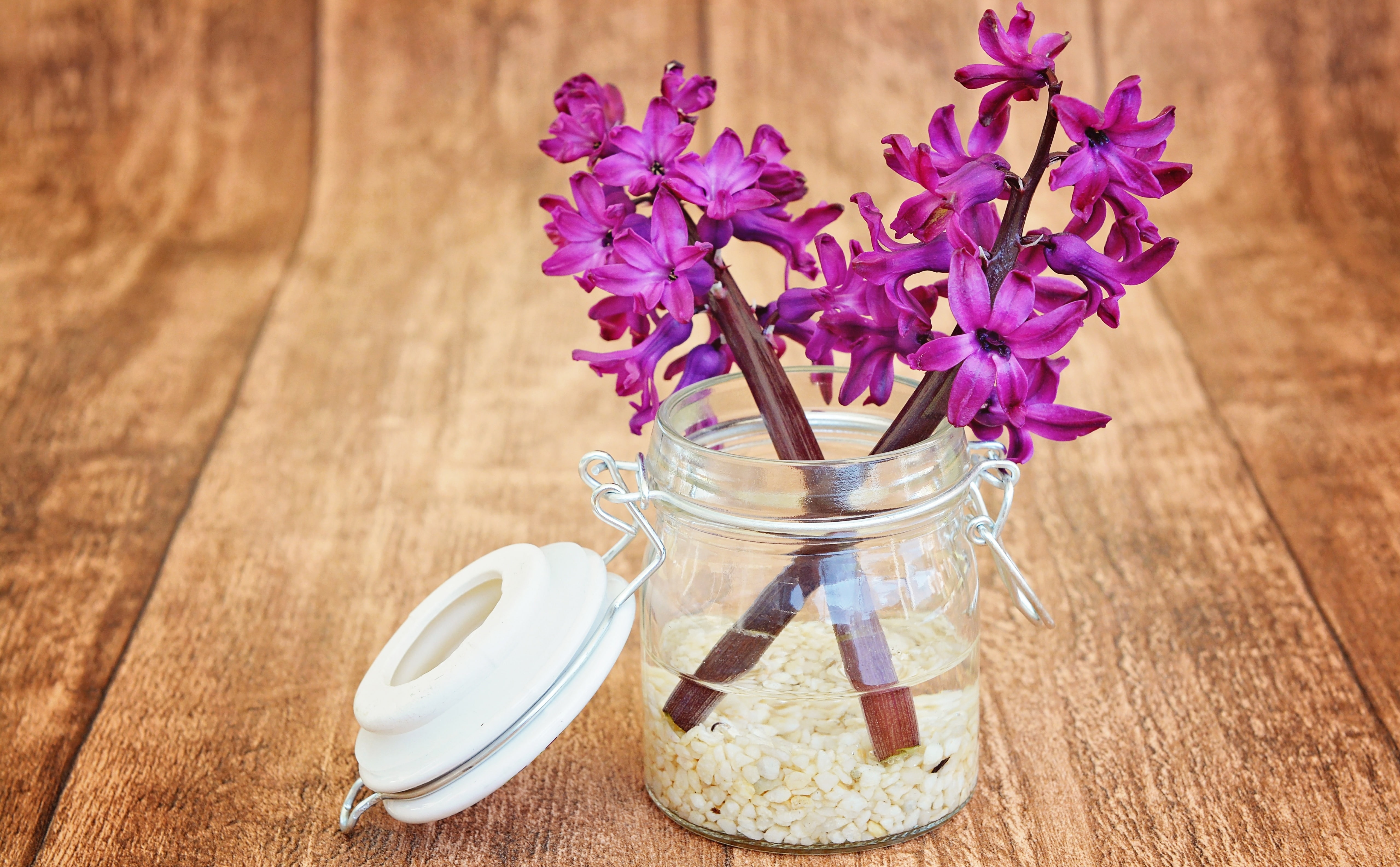 still life, plant, wood - material, Flower, table, nature, indoors, flower arrangement, stilllife, hyacinths, flower head, Decorative, container, flowering plant, HD Wallpaper