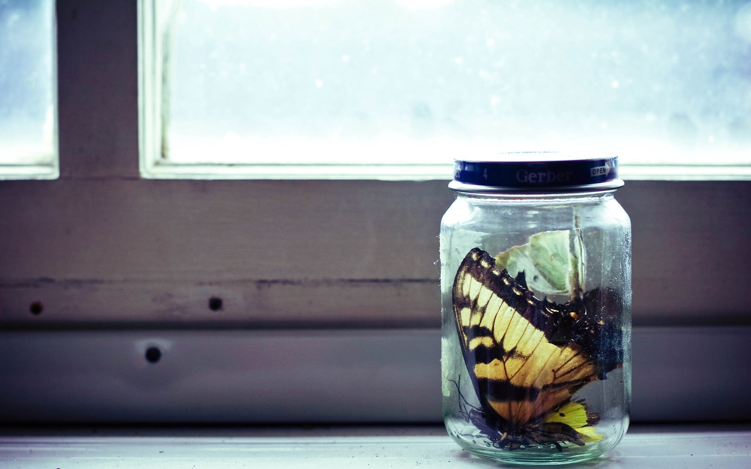 swallowtail, day, ice, indoors, table, healthy eating, wood - Material, eastern, mason jar, tiger, still life, nature, 2K, food and drink, old-fashioned, HD Wallpaper