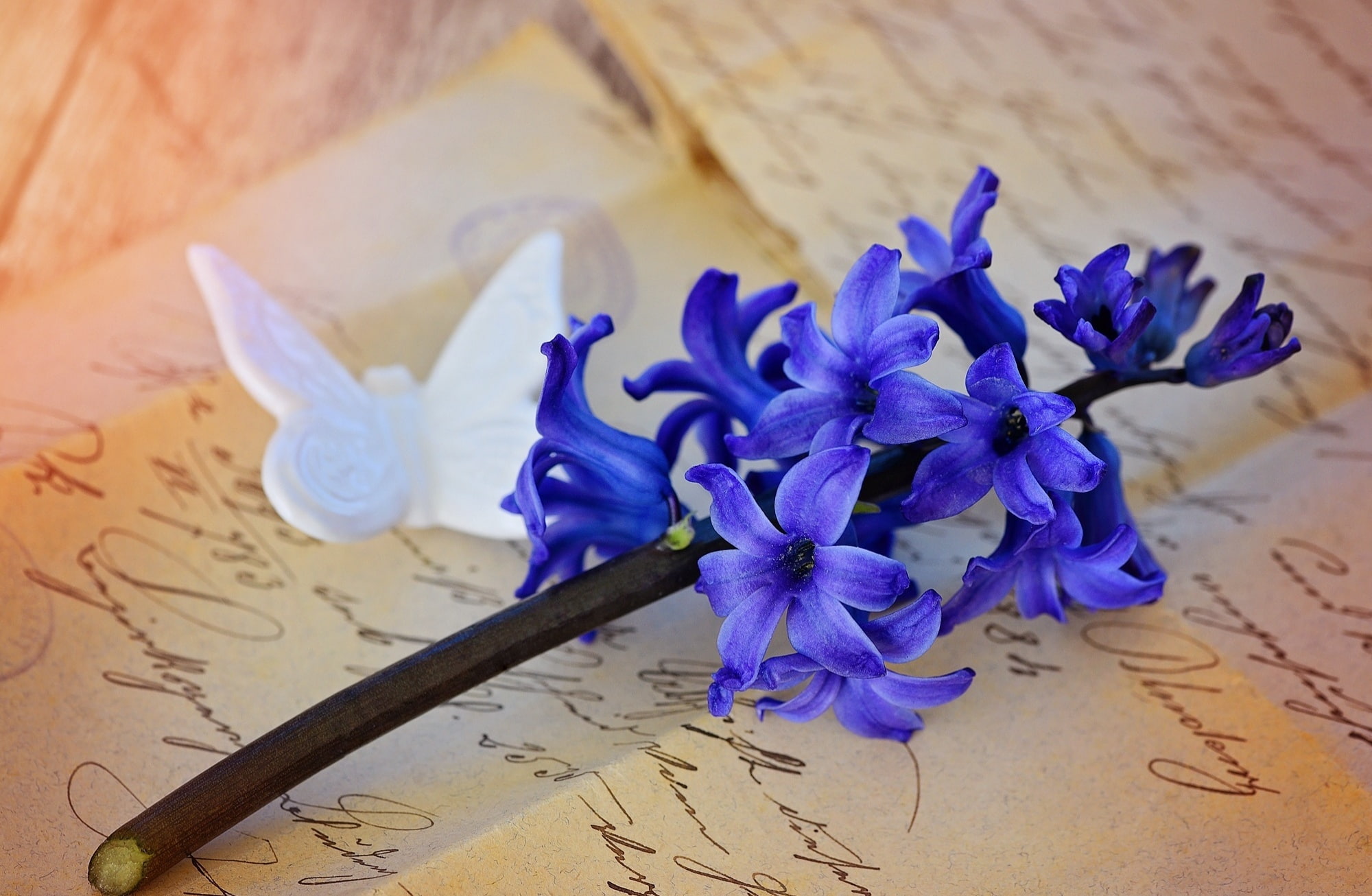 Antique, flowering plant, close-up, deco butterfly, Fragrant, Romantic, letters, inflorescence, petaled, nature, high angle view, Spring, Cute, handwriting, HD Wallpaper