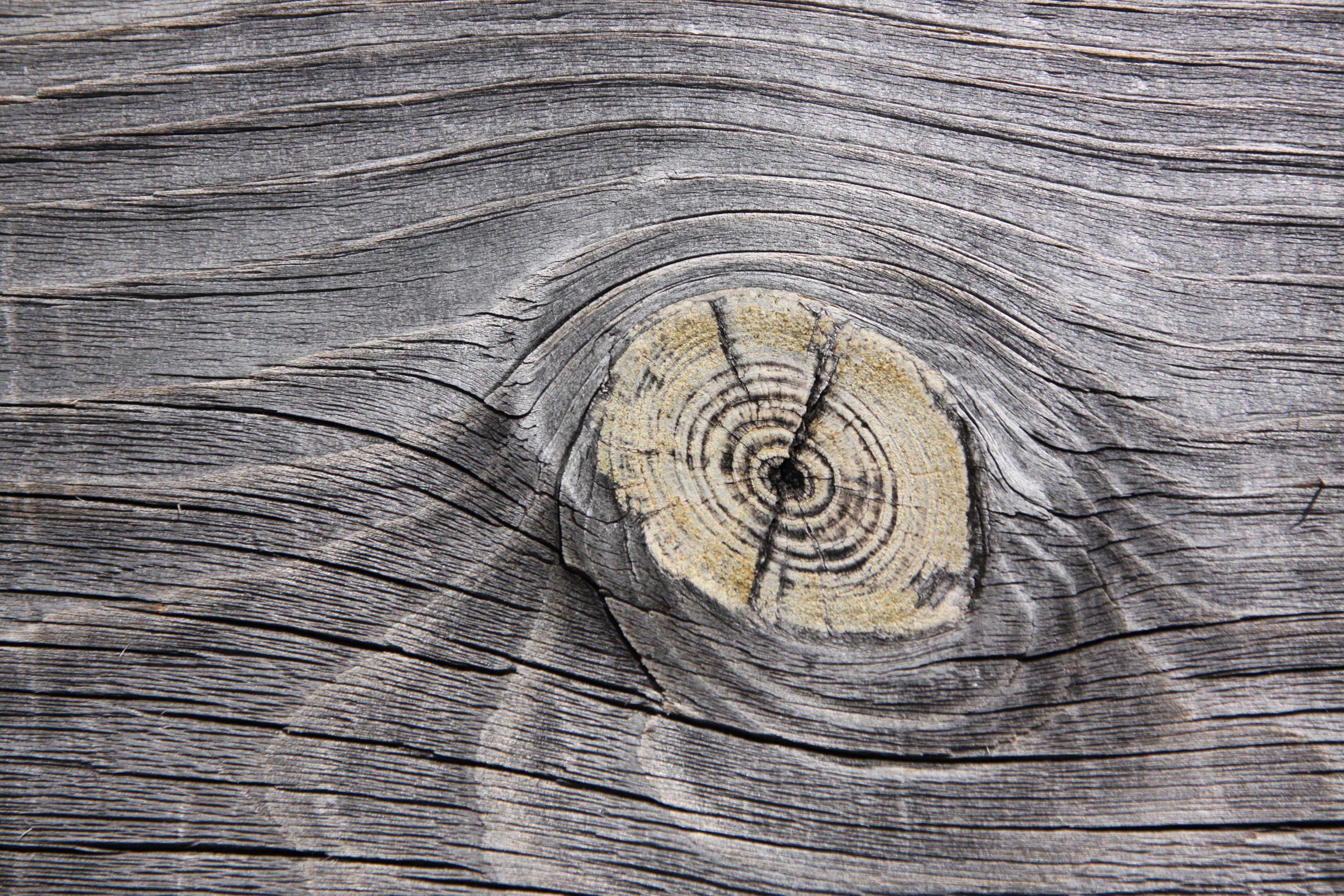 plank, wood structure, day, trunk, knot, tree rings, tree trunk, tree, wood grain, crack, tree ring, pattern, wood, brown, plant, close-up, bark, backgrounds, HD Wallpaper