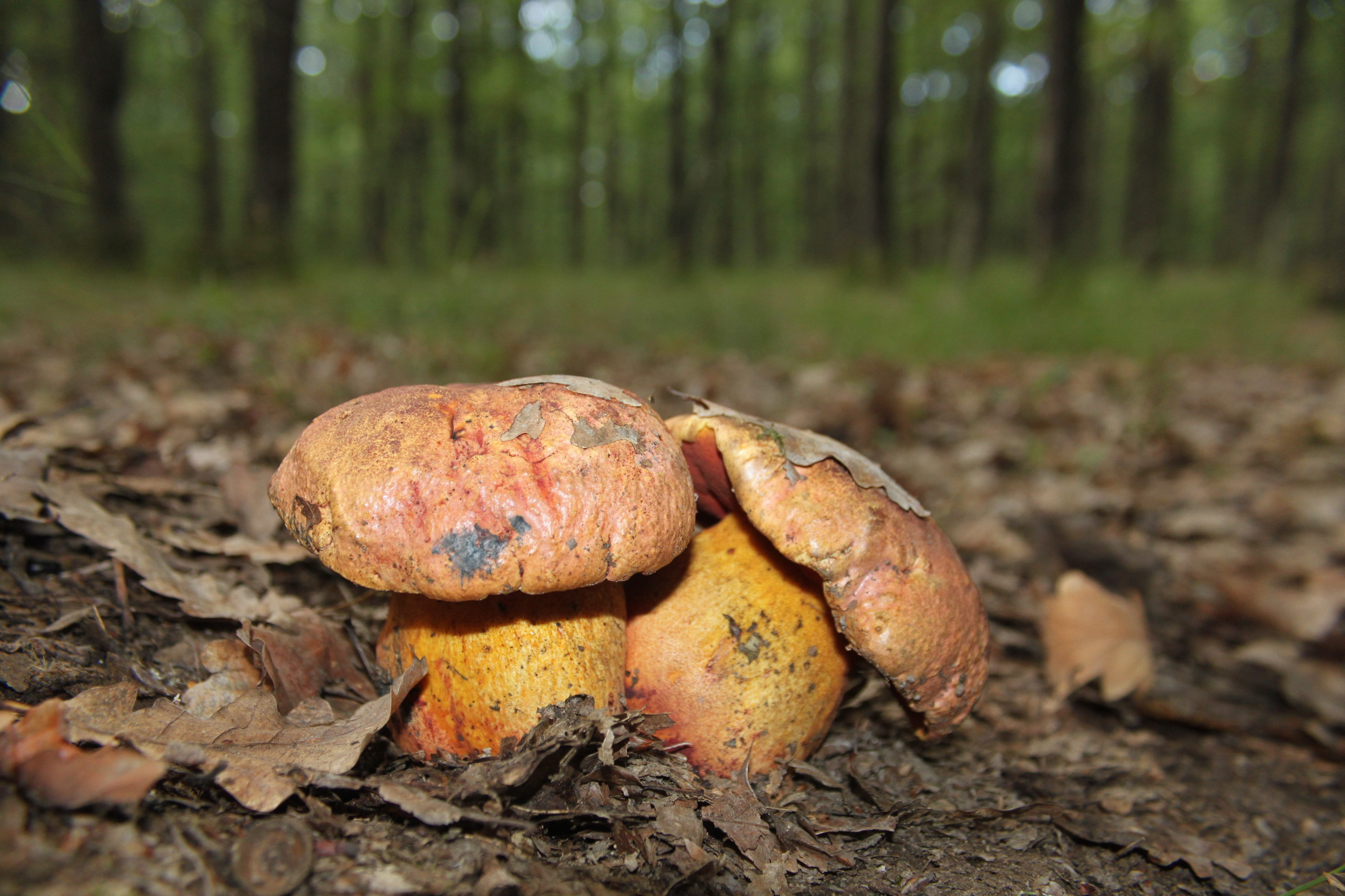 tree trunk, forest, growth, poisonous, close-up, surface level, red, toadstool, day, tree, haematinus, luridiformis, plant, outdoors, 4K, field, land, HD Wallpaper