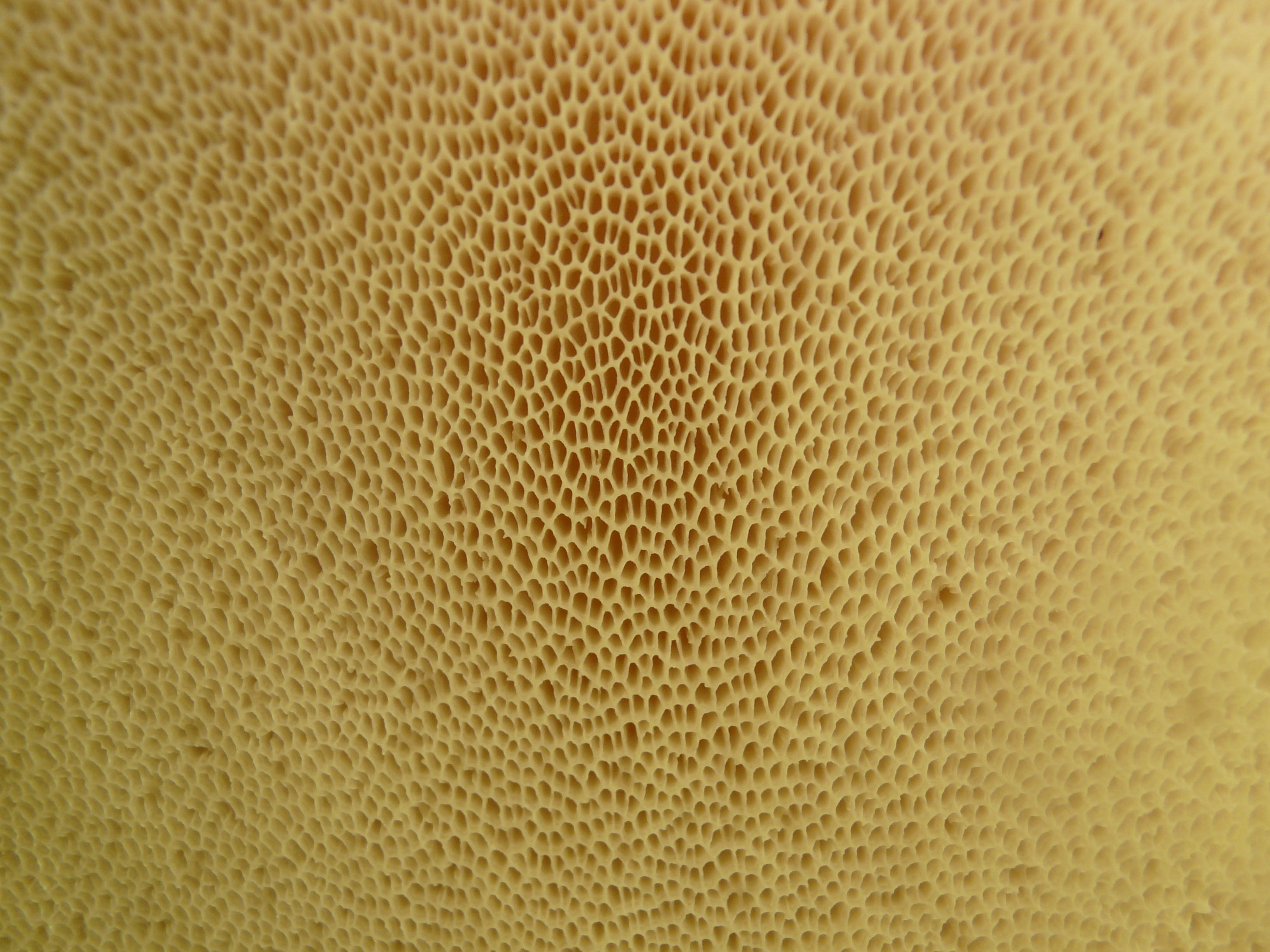 Lamellar, animal, tree fungus, polyporus, backgrounds, animal wildlife, no people, Mushroom, animal themes, vertebrate, fungal species, polyporus squamosus stalk, HD Wallpaper