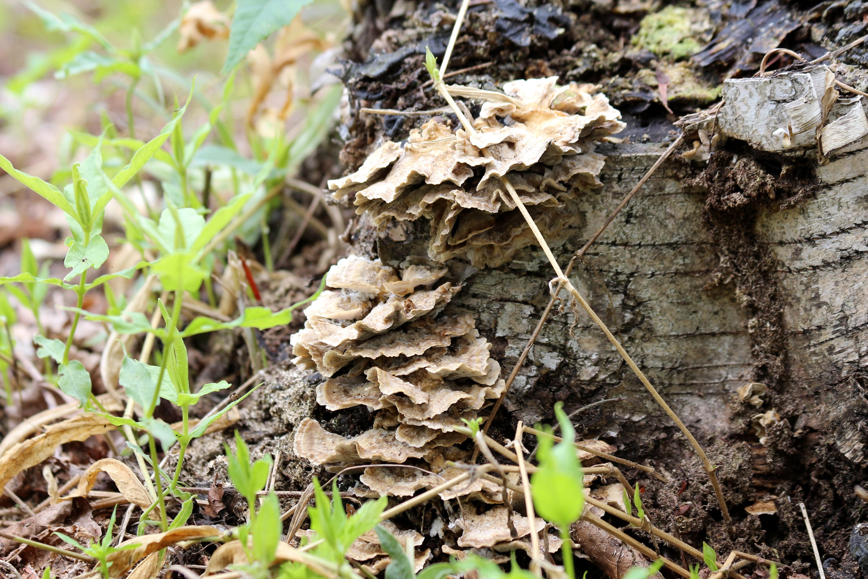 close-up, tree, tree Trunk, fungus, spring, trunk, mushroom, selective focus, stump, leaves, outdoors, plant part, toadstool, forest, dry, Tinder Fungus, HD Wallpaper