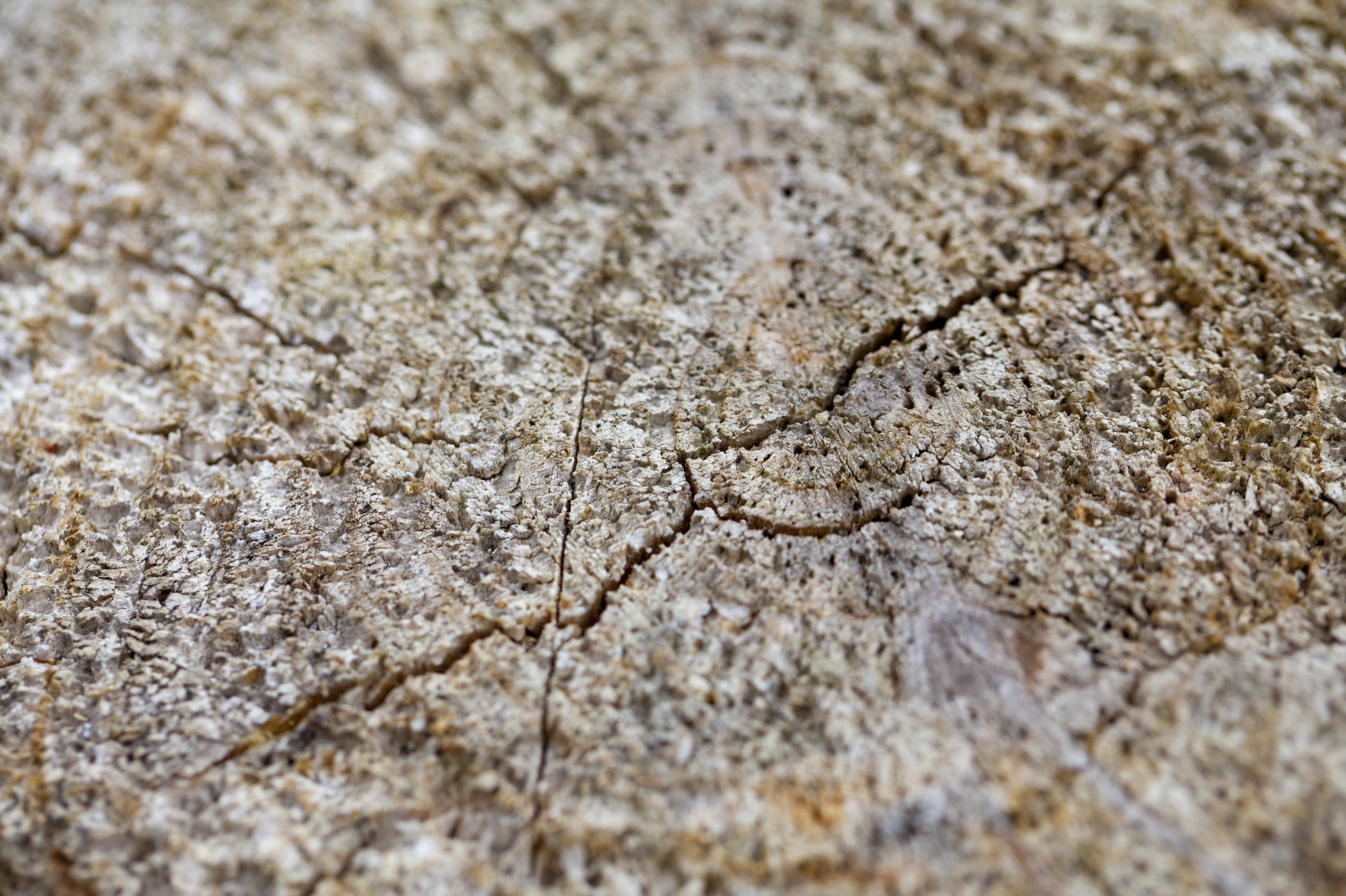 day, dry, climate, fissure, wood, dirt, mud, backgrounds, the cross section of wood, land, textured, lumber, 4K, full frame, pattern, concentric, rough, HD Wallpaper