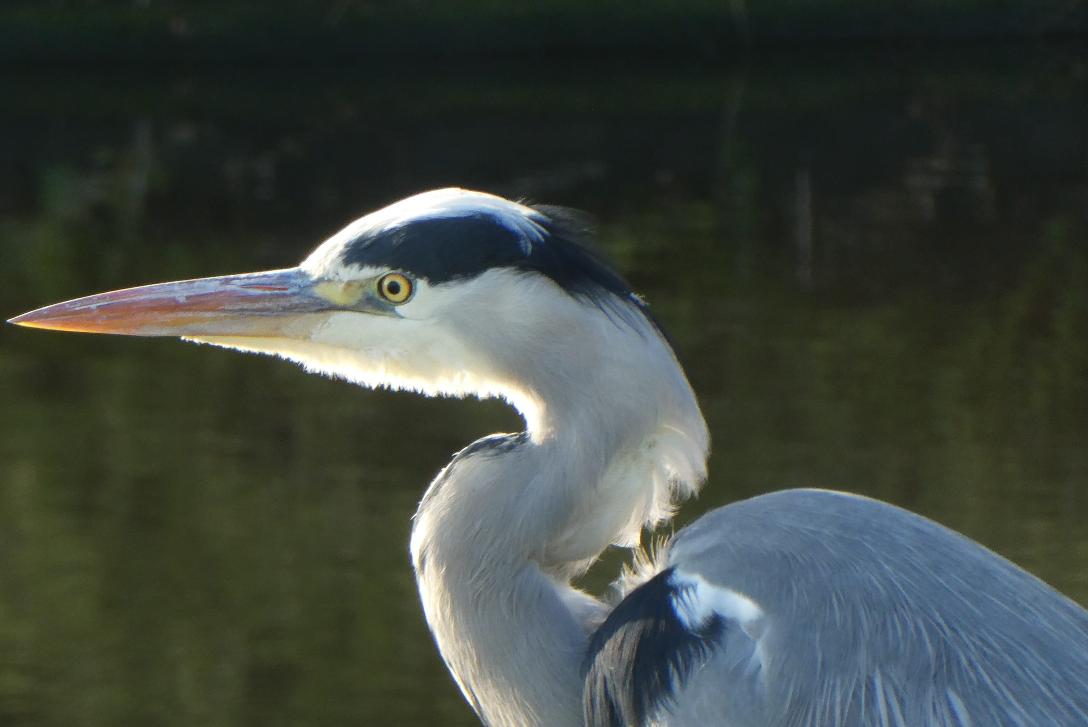 animal head, focus on foreground, lake, bird, white color, animals in the wild, animal eye, grey heron, watch, heron, plumage, no people, feather, feathers, HD Wallpaper