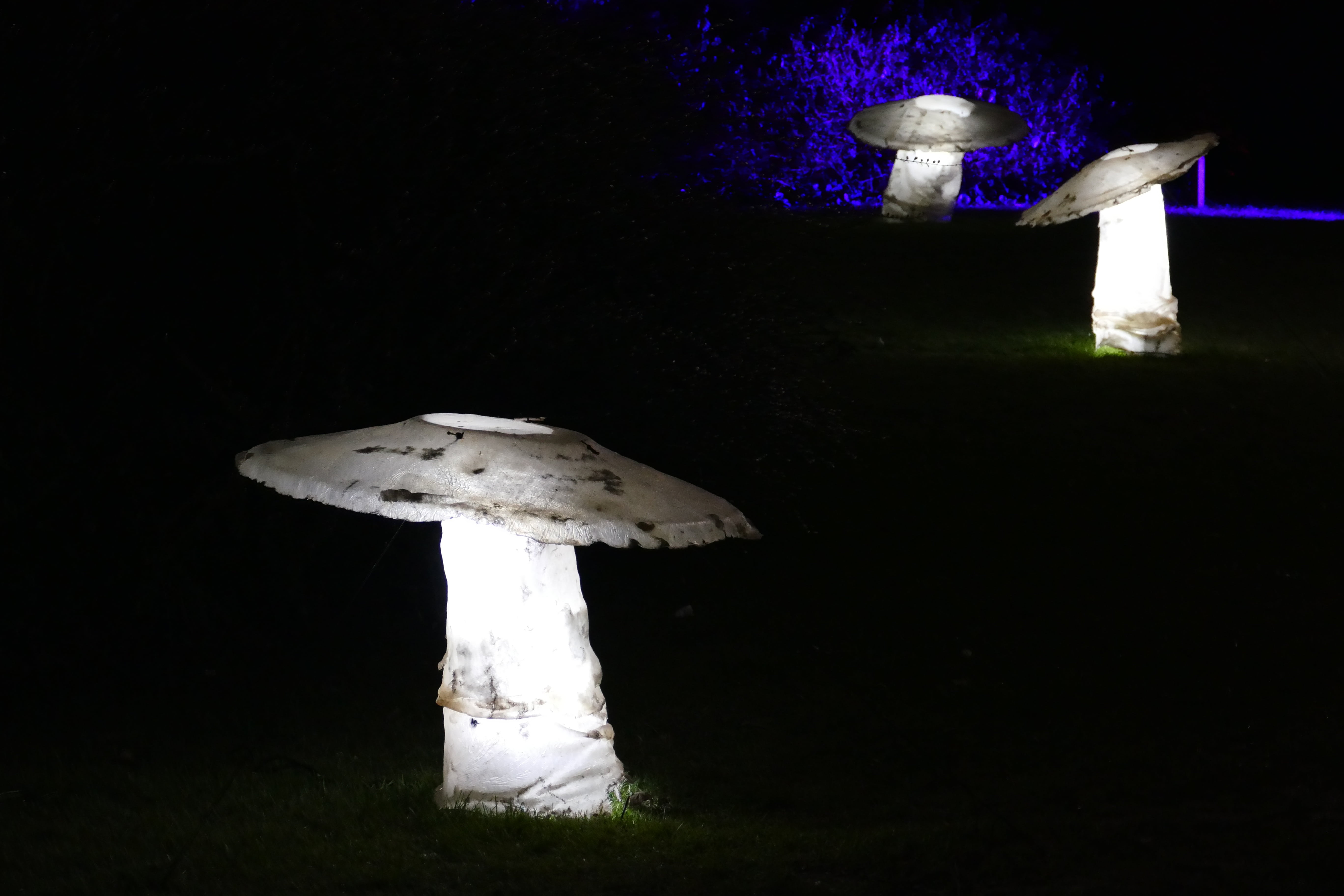 food, parking lights, 5K, forest, belief, tourism, fungus, eat, domestic room, figure, spirituality, no people, wood, gruga eat, nature, indoors, park, HD Wallpaper
