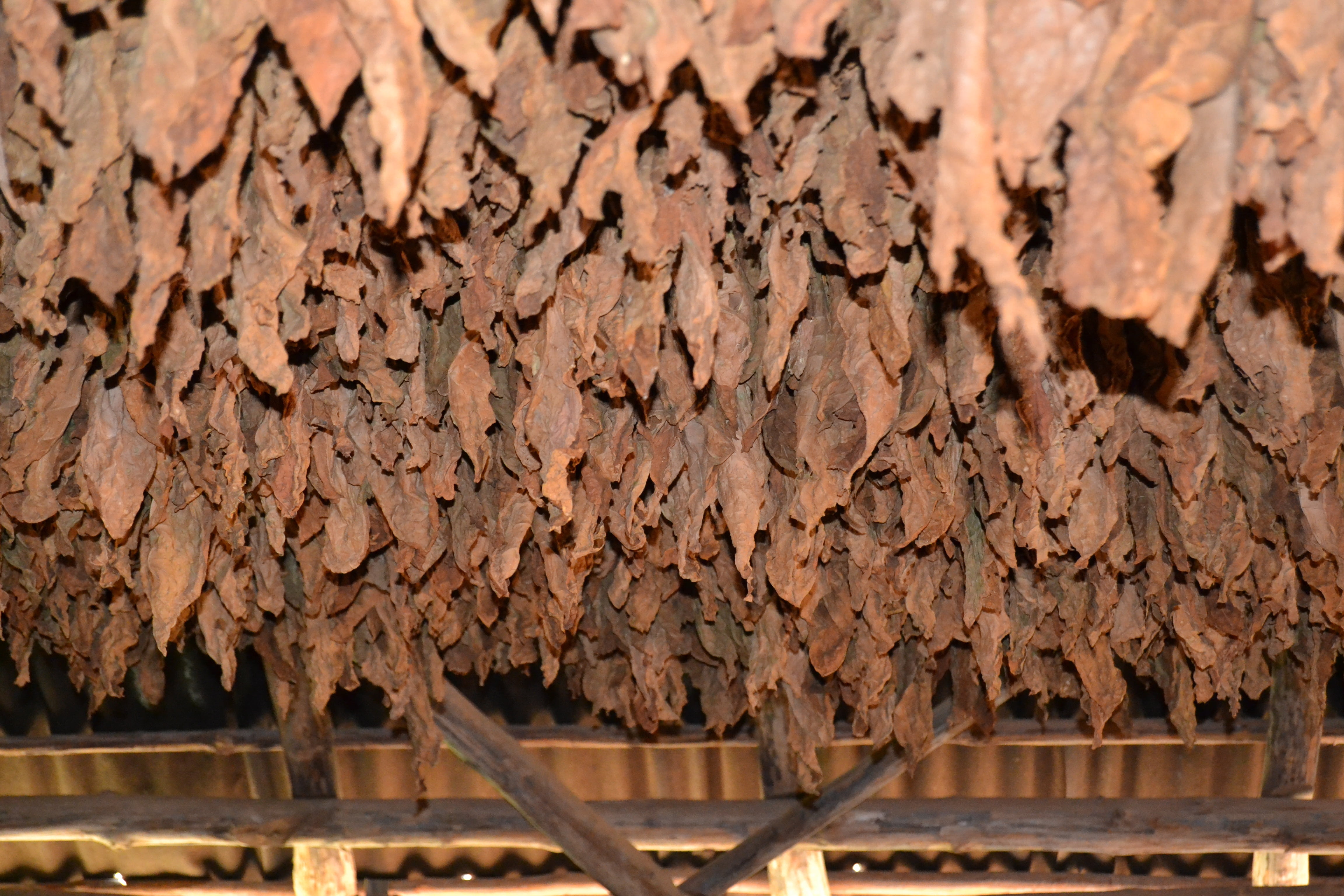 close-up, no people, vinales, nature, freshness, retail, business, full frame, viñales valley, dry, outdoors, brown, drying, cigars, wood - material, tobacco, HD Wallpaper