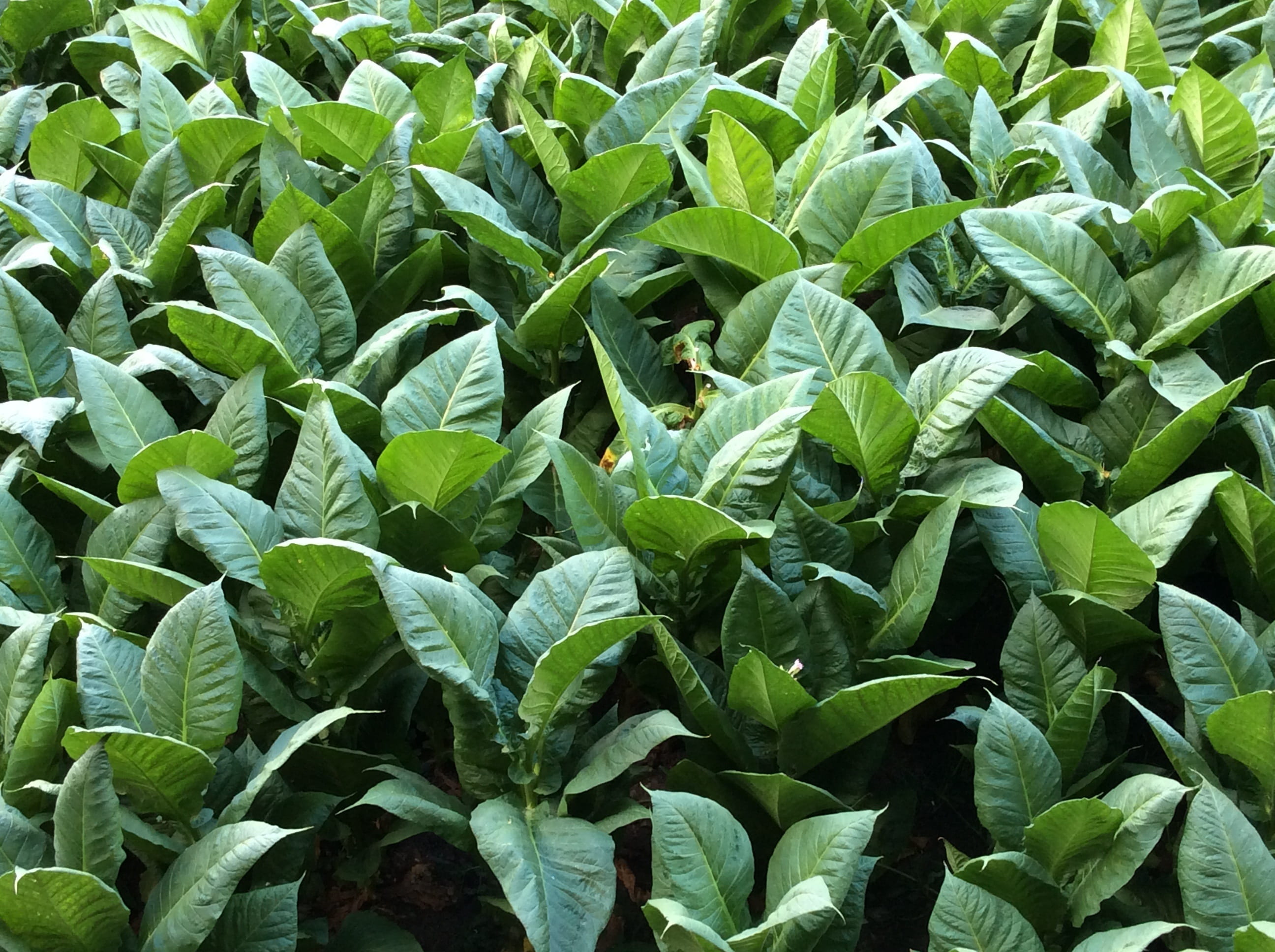 no people, tobacco, freshness, green color, close, outdoors, cabbage, crop, leaf, backgrounds, full frame, plant part, food and drink, plant, land, 2K, HD Wallpaper
