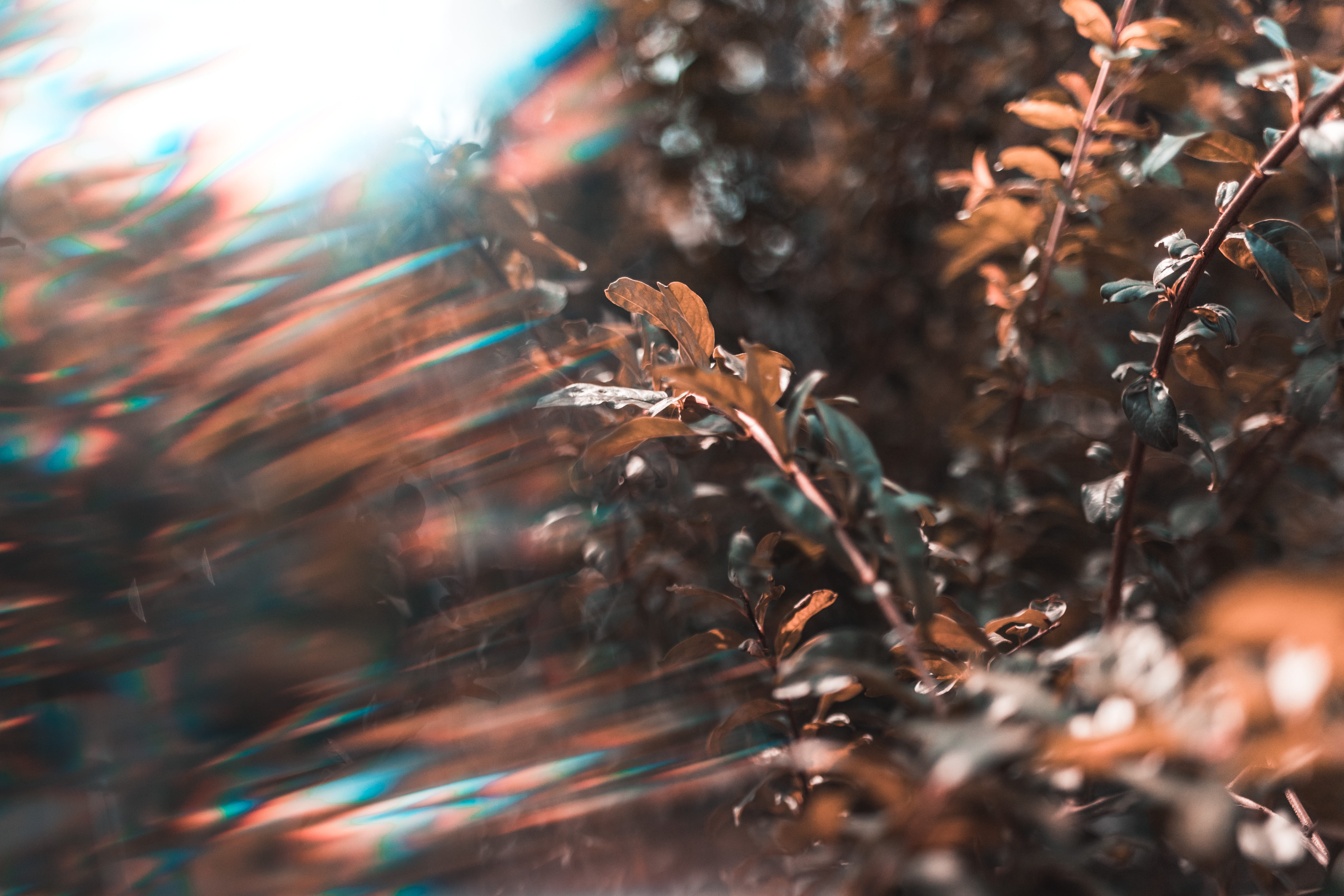 growth, plant, close-up, outdoors, focus on foreground, plant part, dry, no people, selective focus, ice, 5K, vegetation, tranquility, sunlight, HD Wallpaper