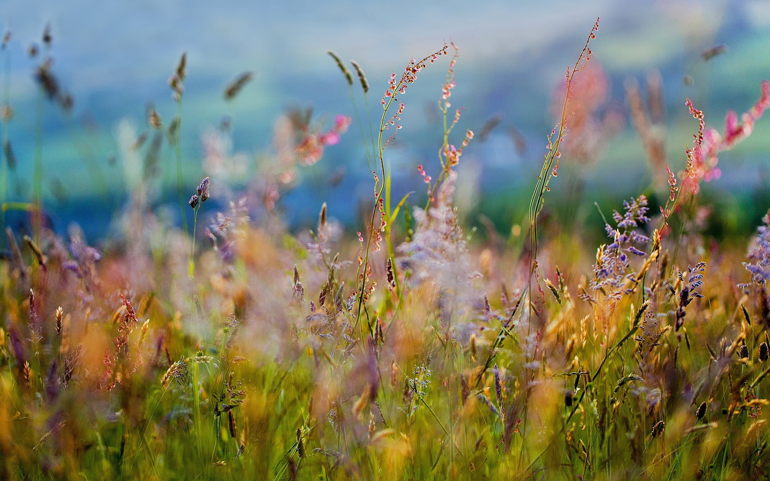 variety, summer, backgrounds, landscape, no People, freshness, purple, environment, season, sky, leaf, beauty In Nature, wildflower, outdoors, rural Scene, HD Wallpaper
